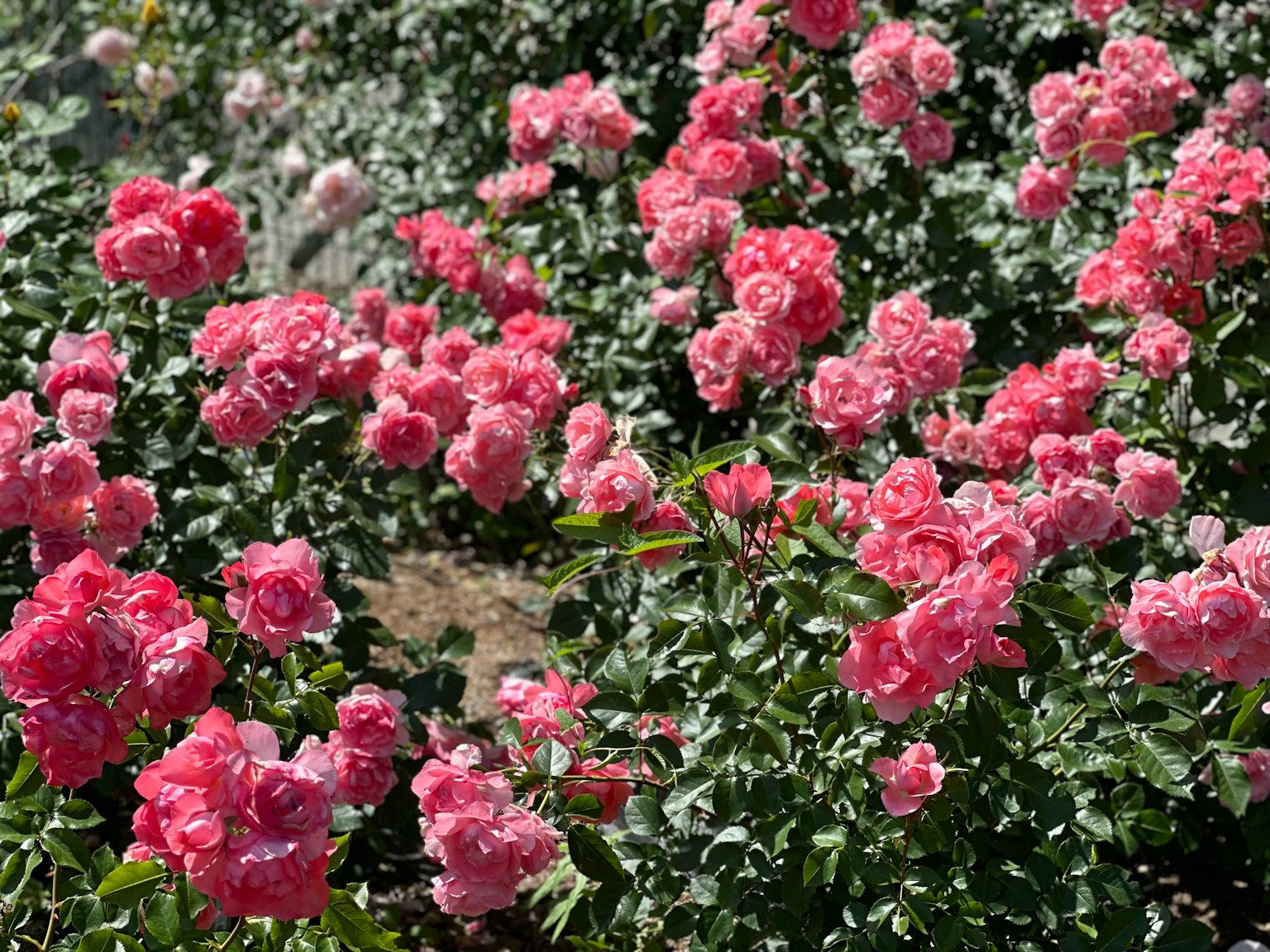 ทิวทัศน์สวนที่เต็มไปด้วยกุหลาบสีชมพูที่เบ่งบาน