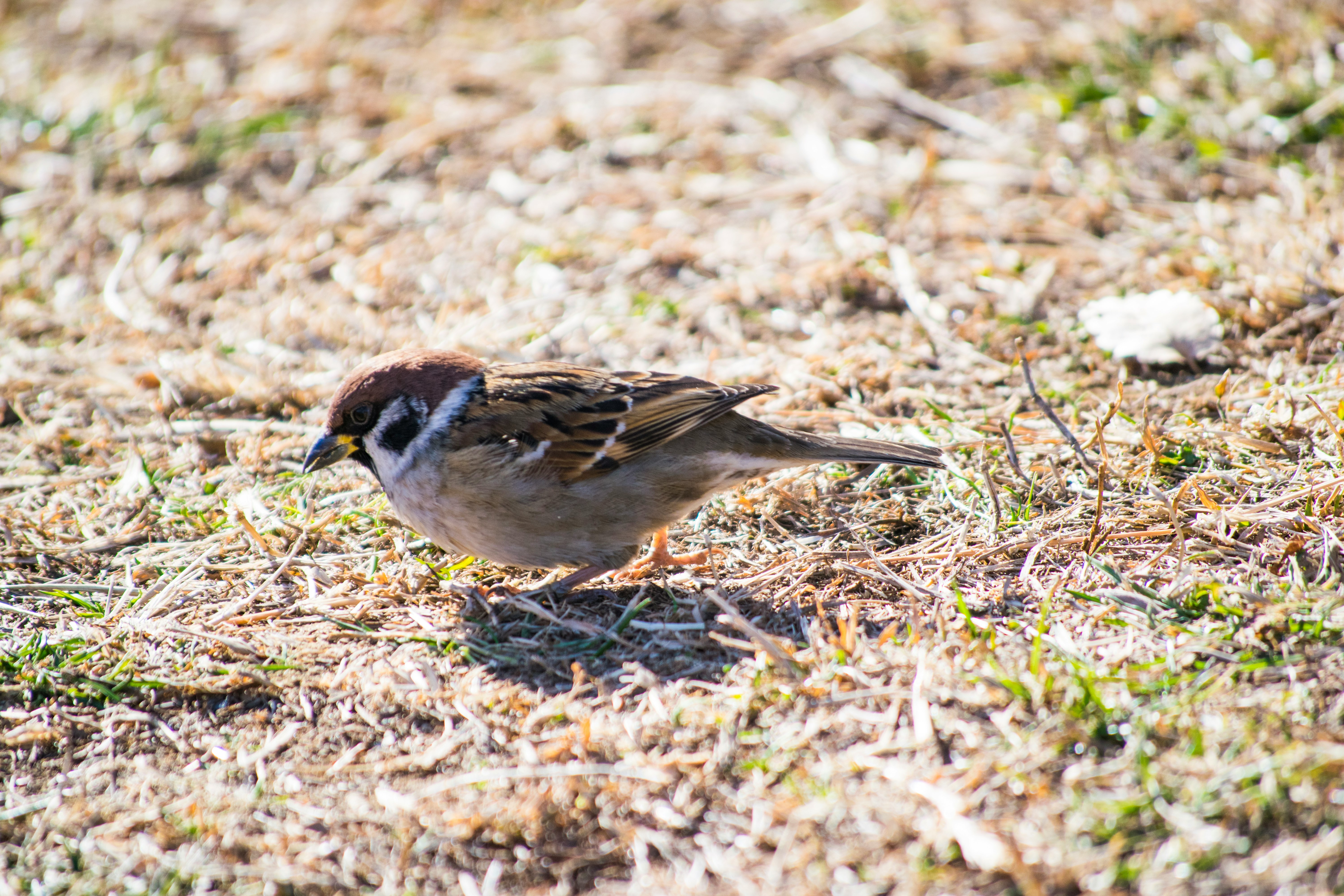 pequeño pájaro buscando comida en el suelo