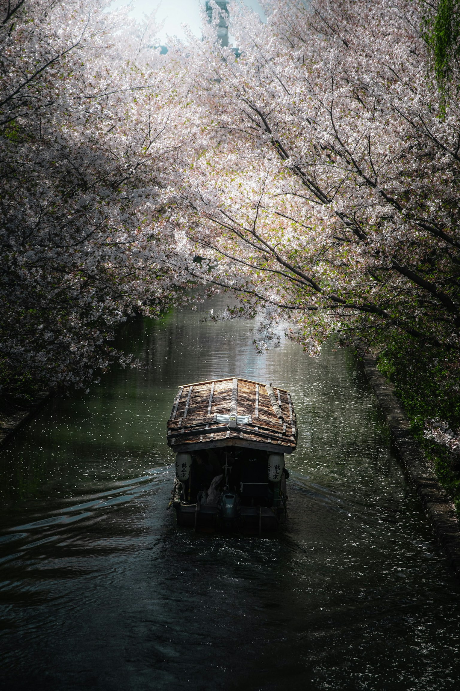 A small boat navigating a serene waterway surrounded by cherry blossom trees