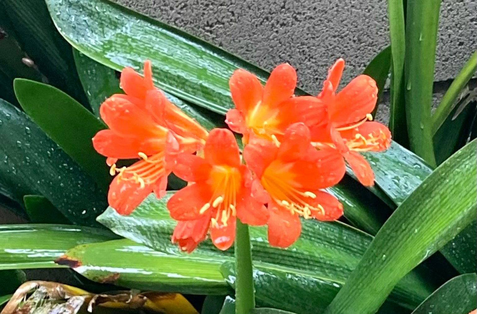 Acercamiento de un grupo de flores naranjas brillantes en una planta verde