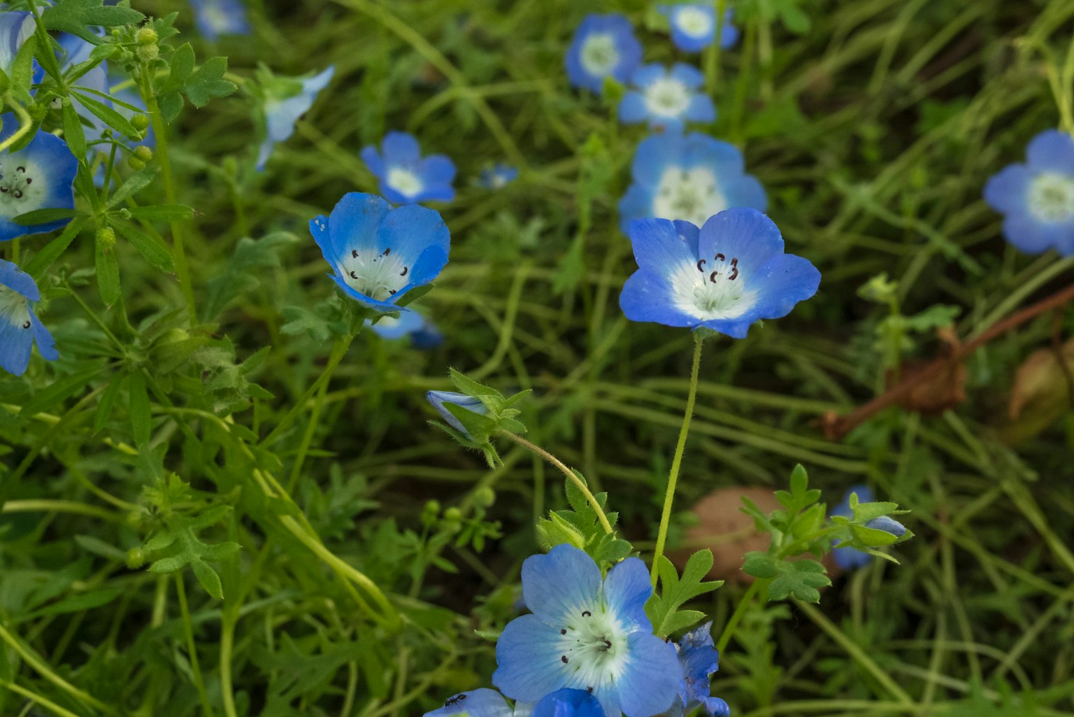 Un grupo de flores de nemofila azules floreciendo entre el follaje verde