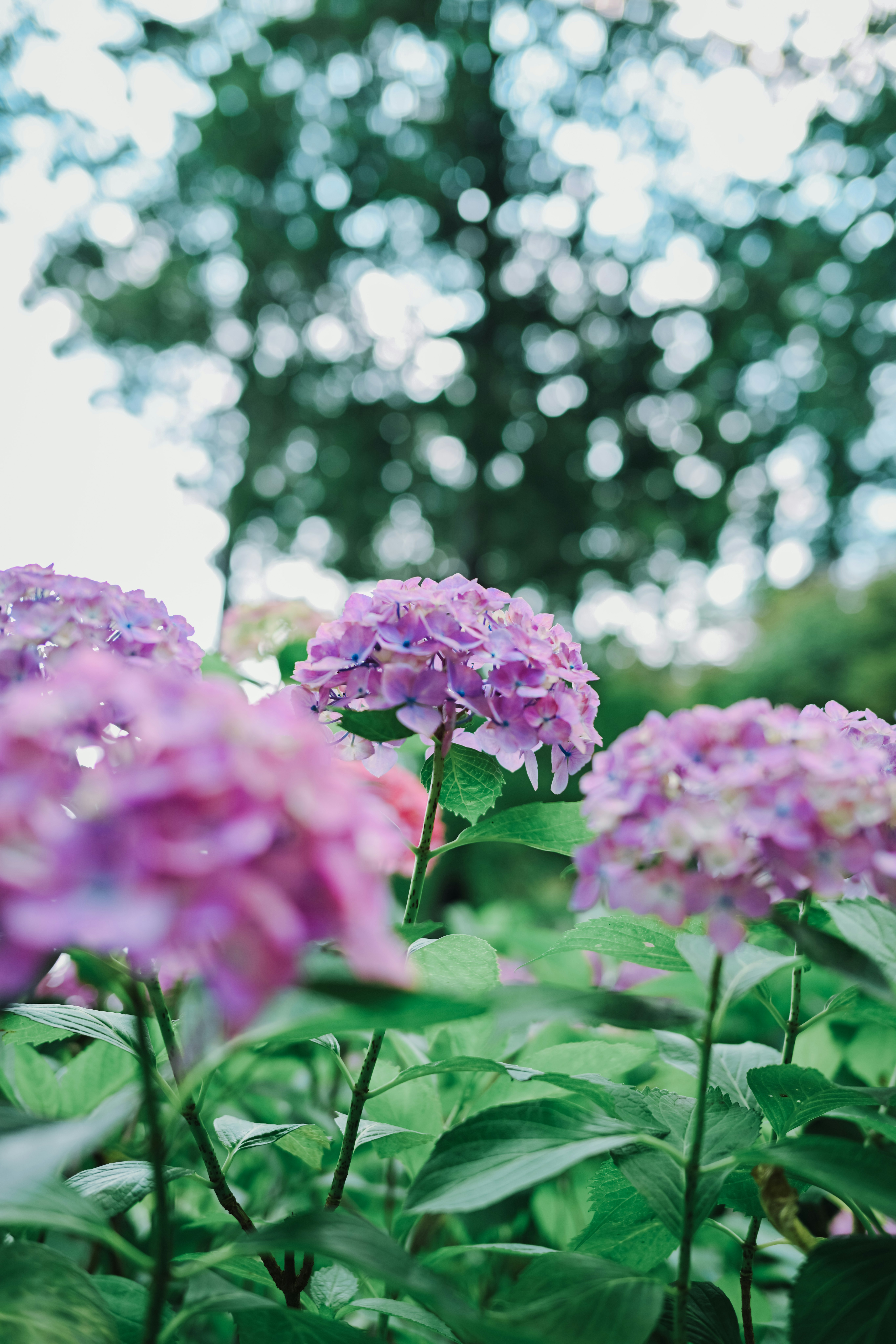 ピンクのアジサイが咲く庭の花壇