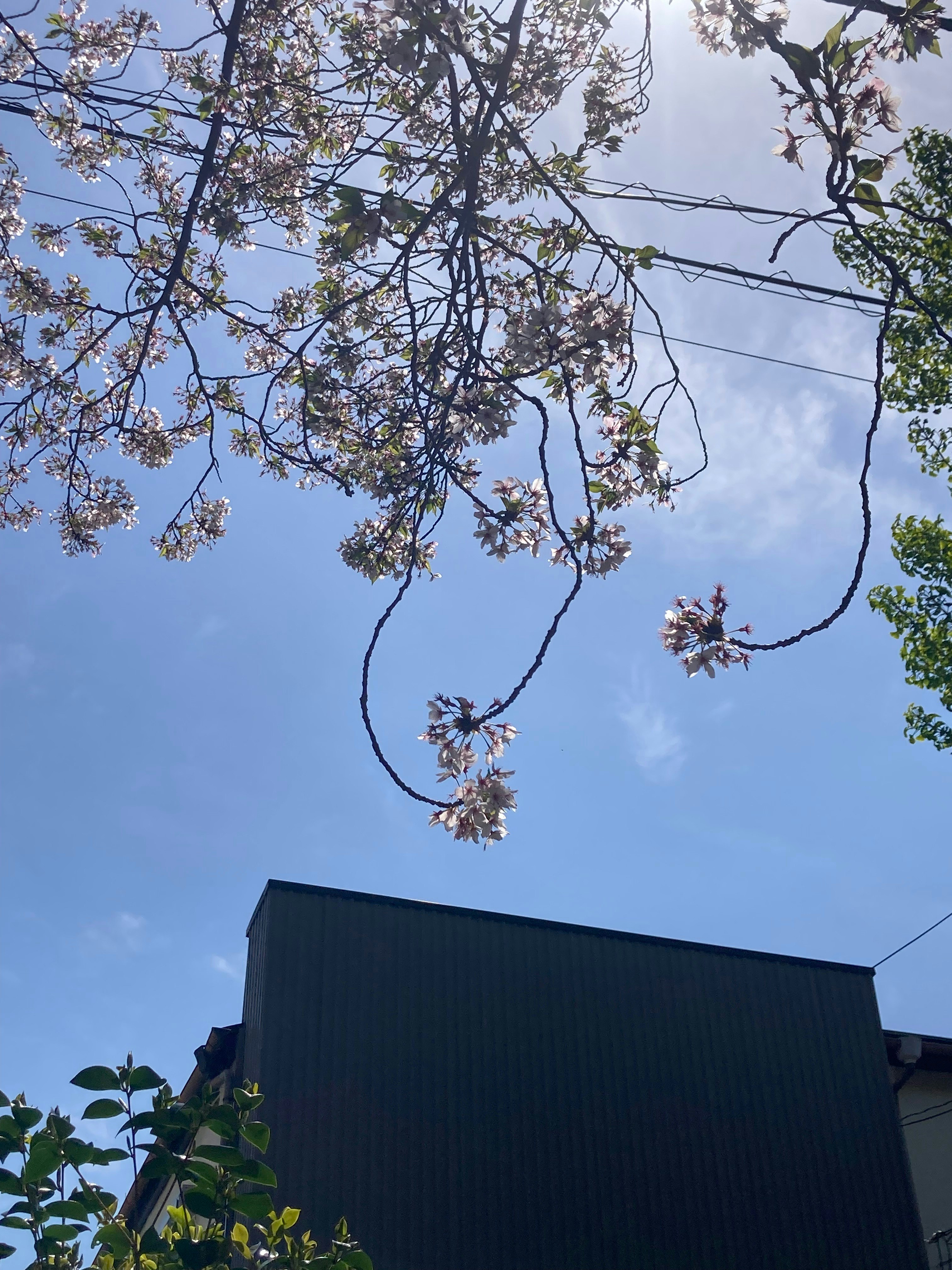 藍天襯托的櫻花枝