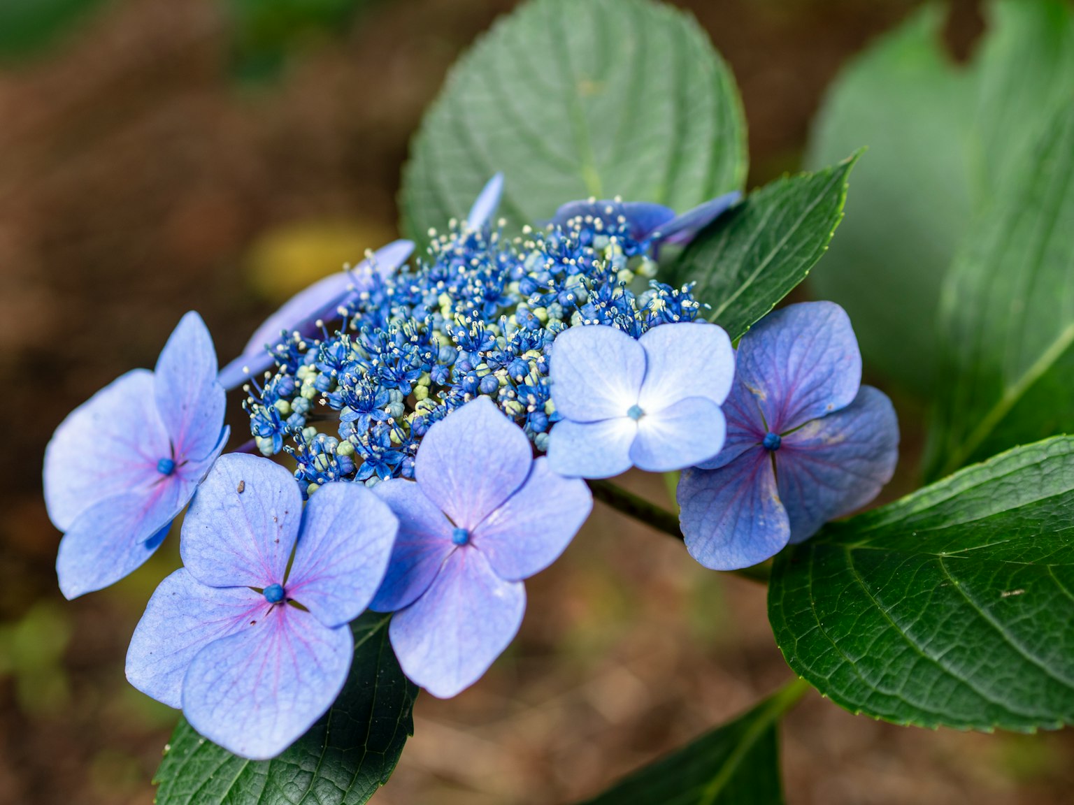 Kedekatan bunga hydrangea dengan kelopak biru muda dan daun hijau