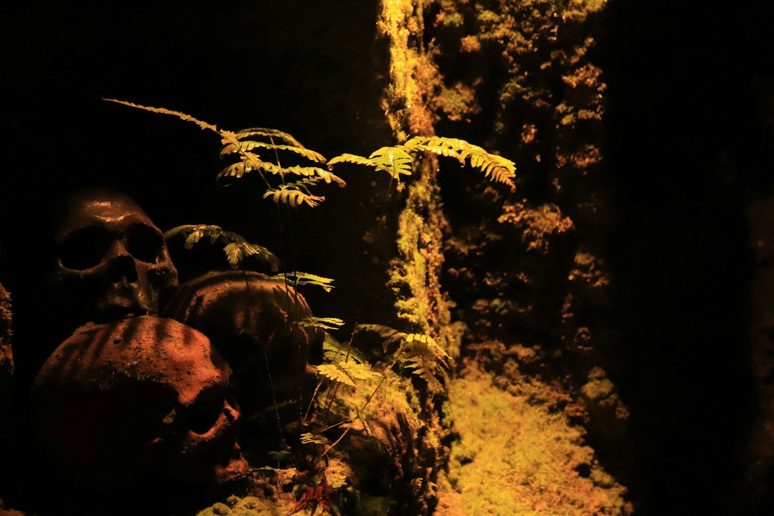Corps et plantes à l'intérieur d'un navire coulé sous l'eau