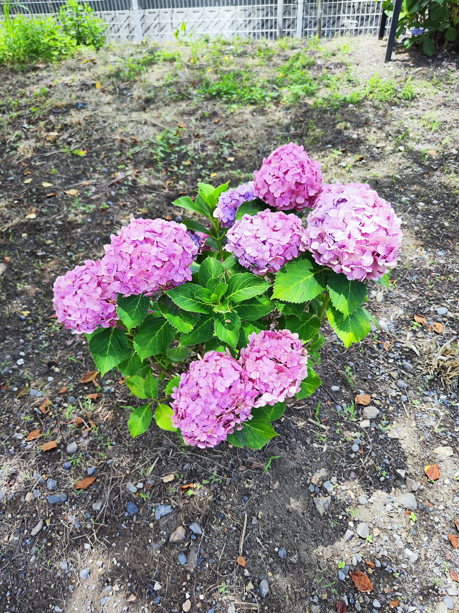 Piccola pianta con fiori di ortensia rosa in fiore