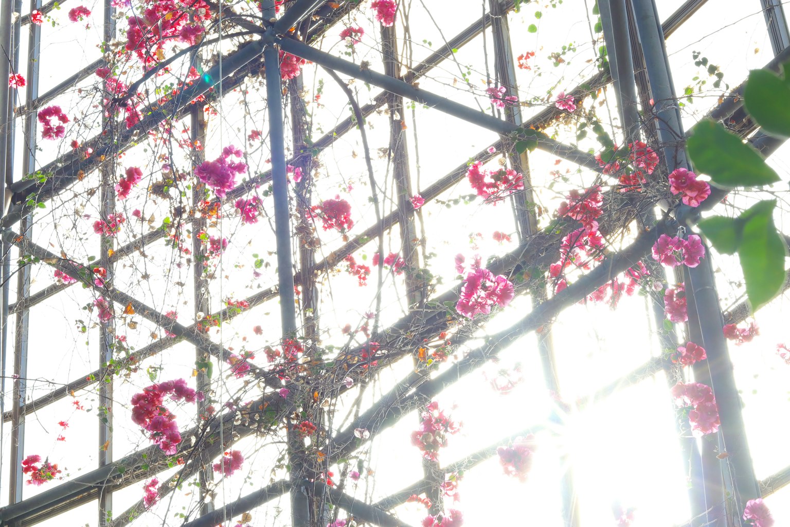Una serra con luce brillante che filtra attraverso una struttura di vetro adornata di fiori rosa