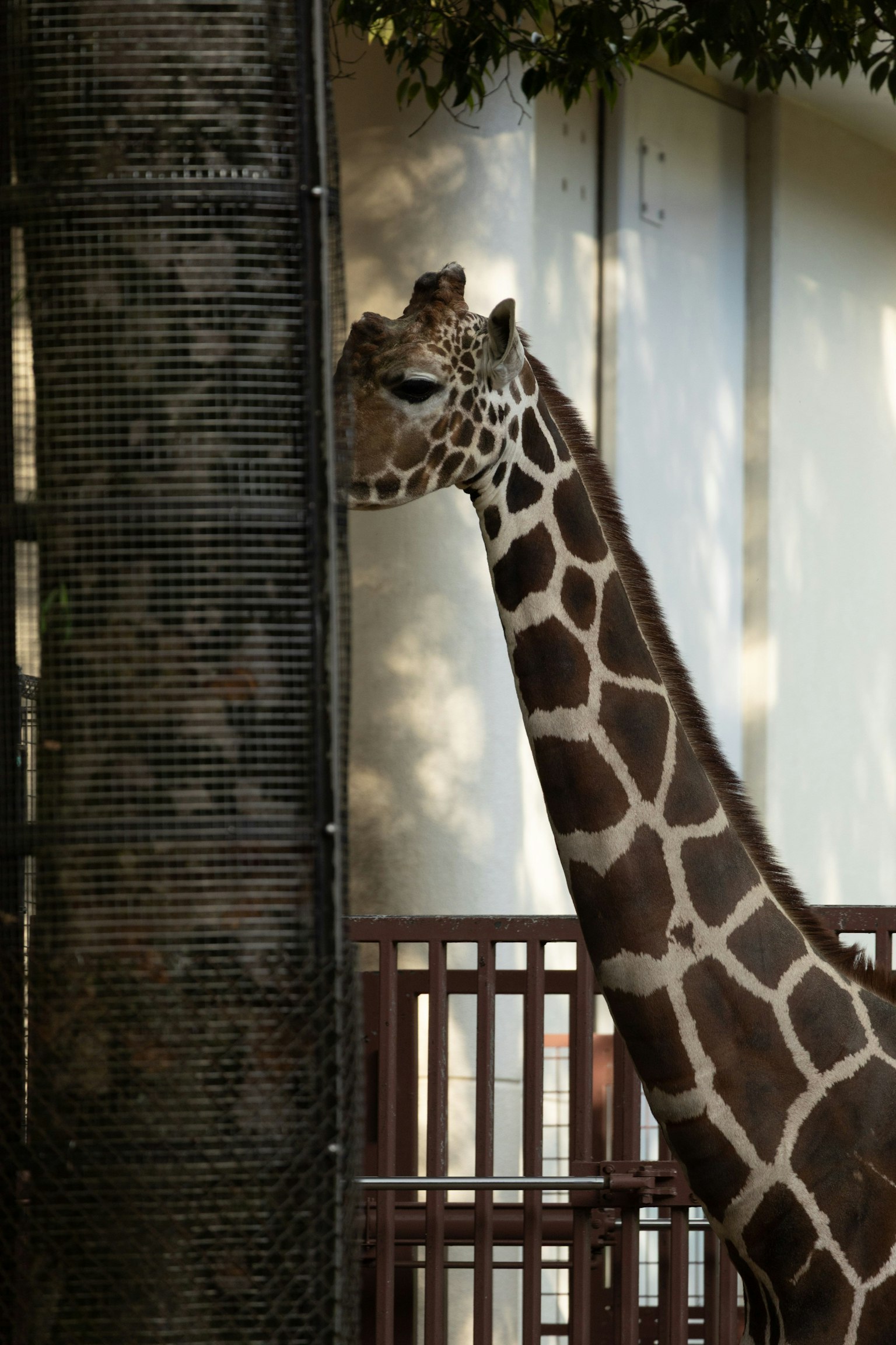 一只长颈鹿从栅栏后面探出头来