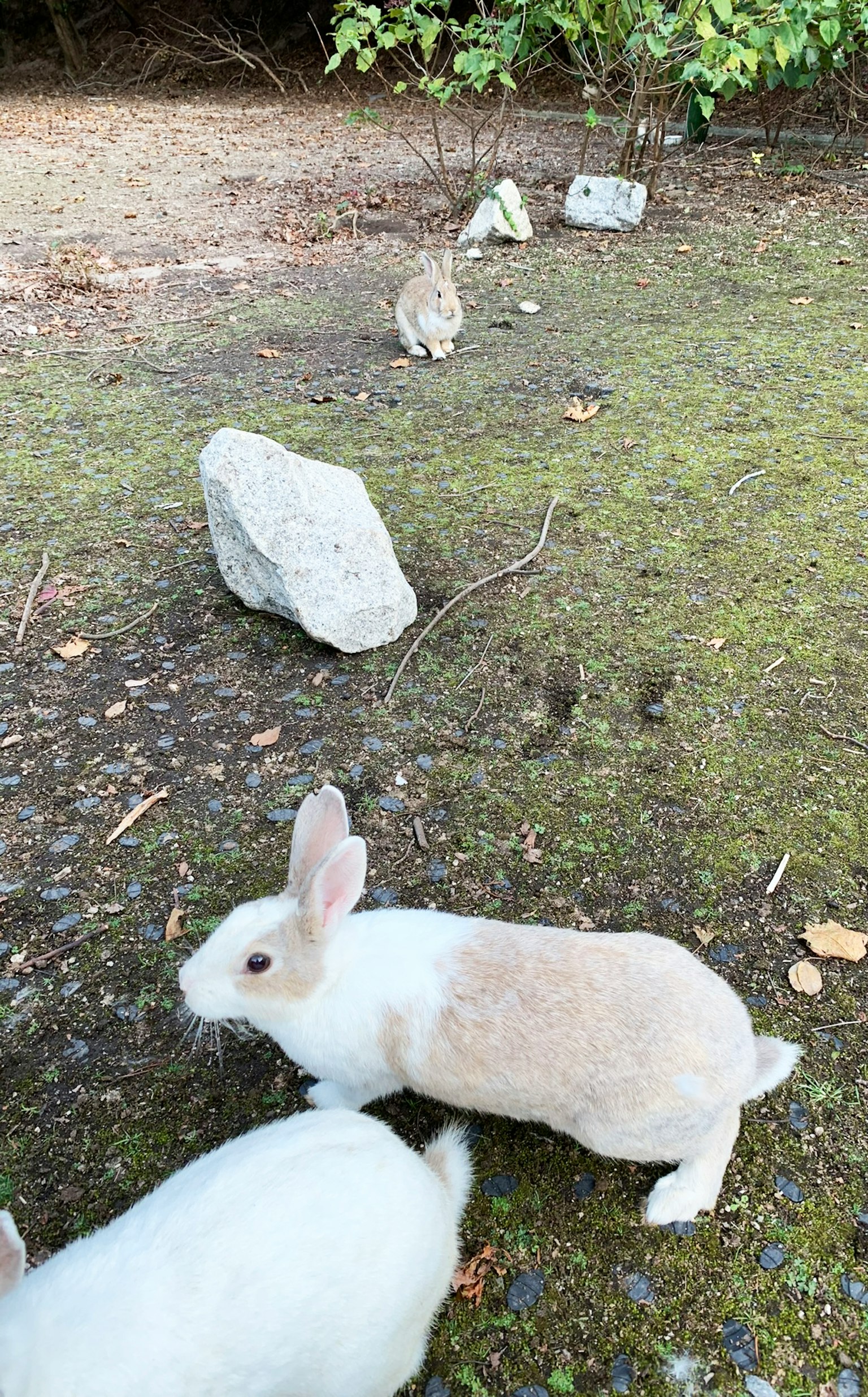 Ein weißer Kaninchen spielt in der Nähe von Steinen mit einem anderen Kaninchen im Hintergrund