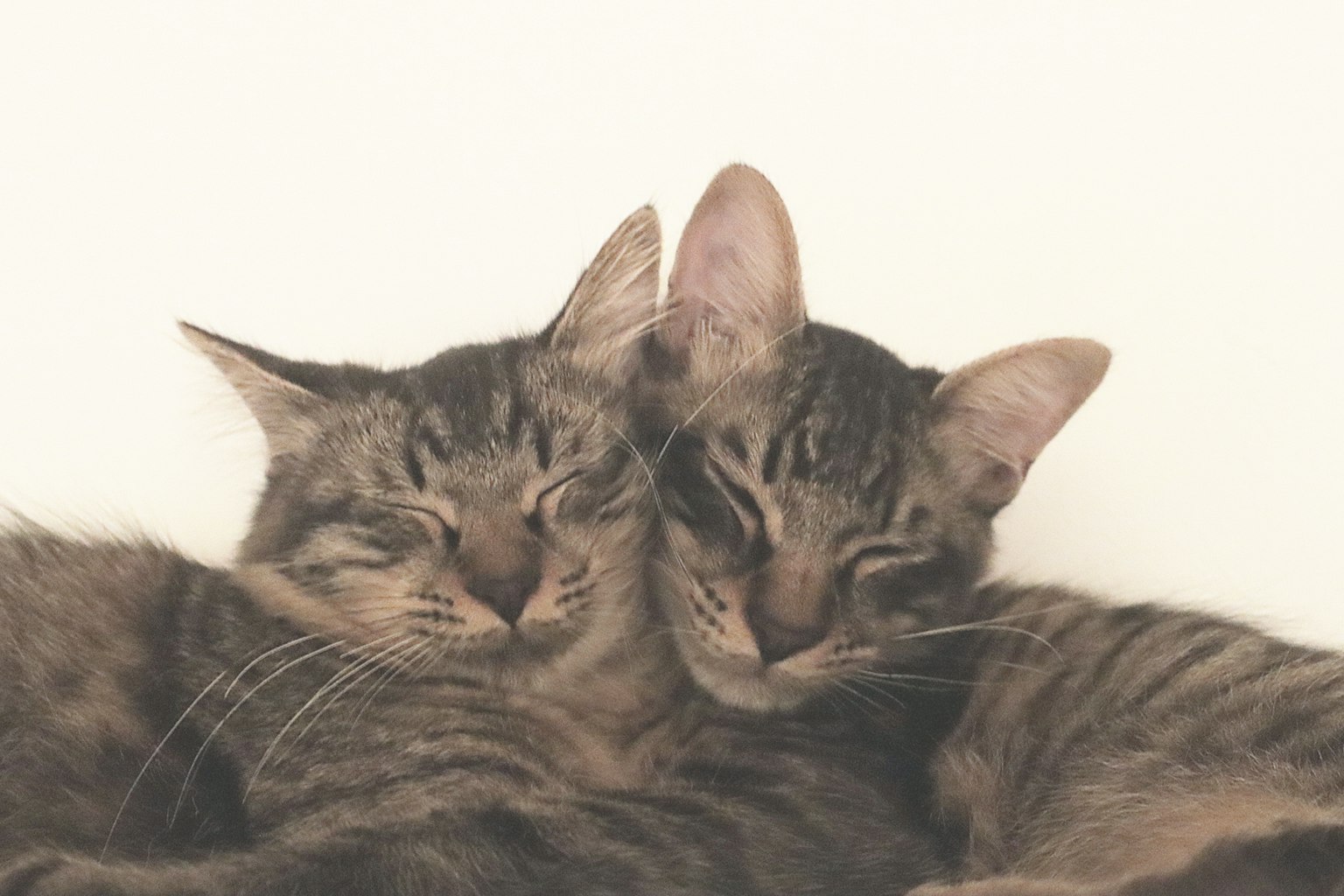 Dua kucing yang saling berpelukan saat tidur