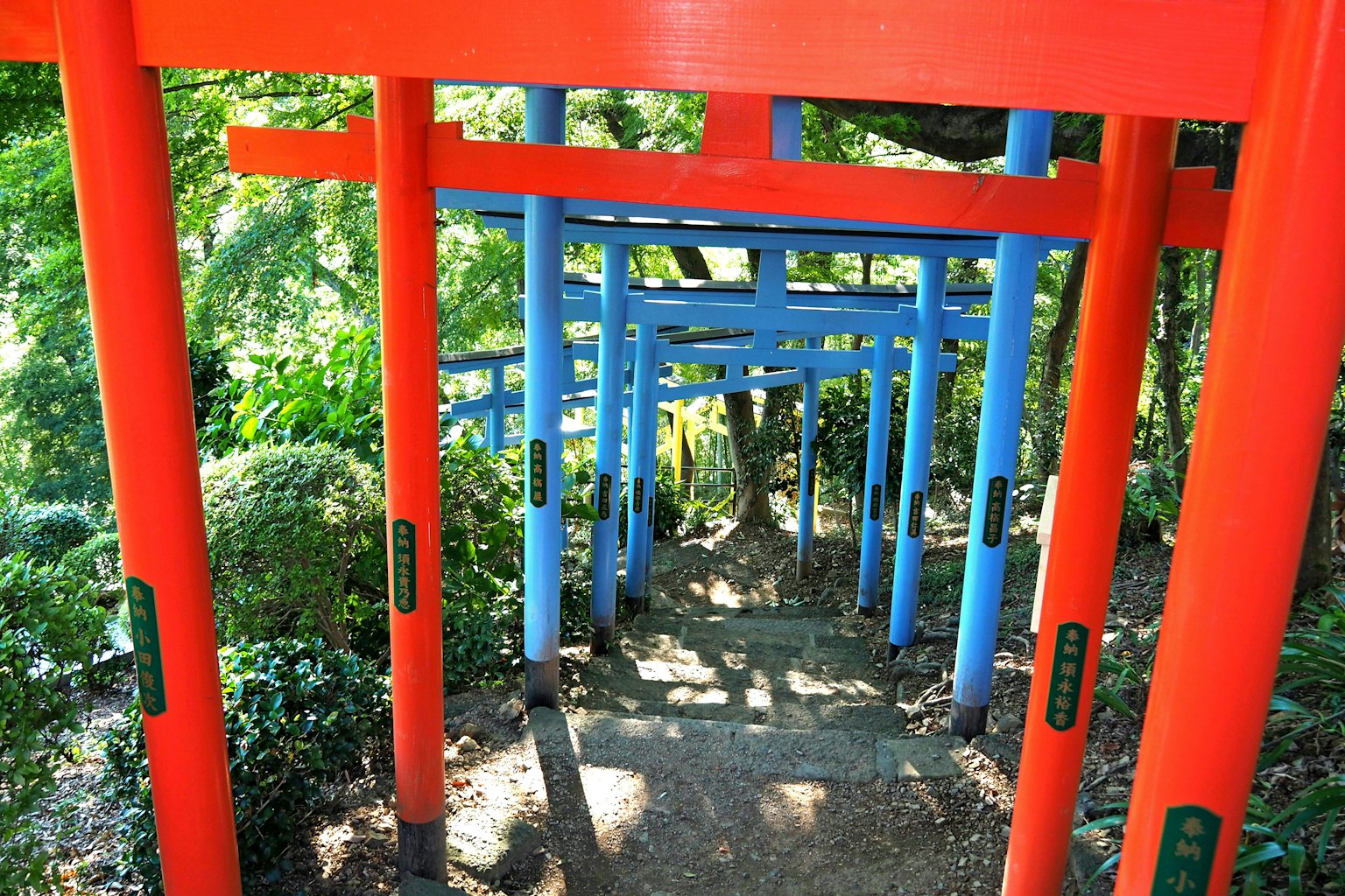 Red and blue torii gates lined along a pathway in nature