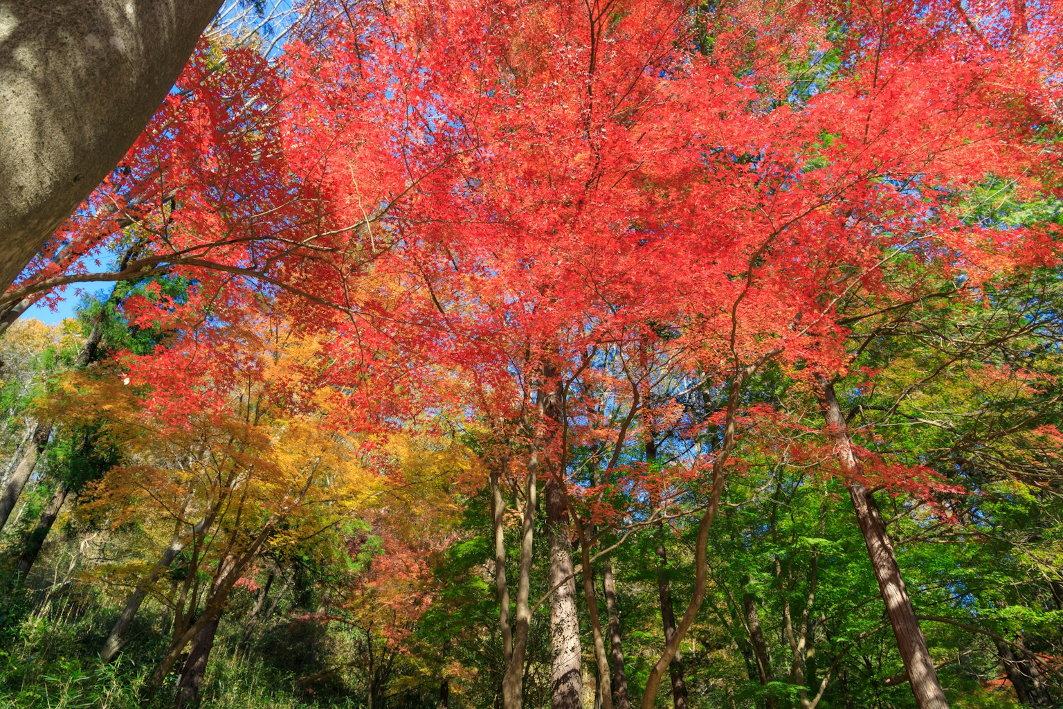 Lebendige Herbstblätter mit roten und gelben Blättern vor blauem Himmel