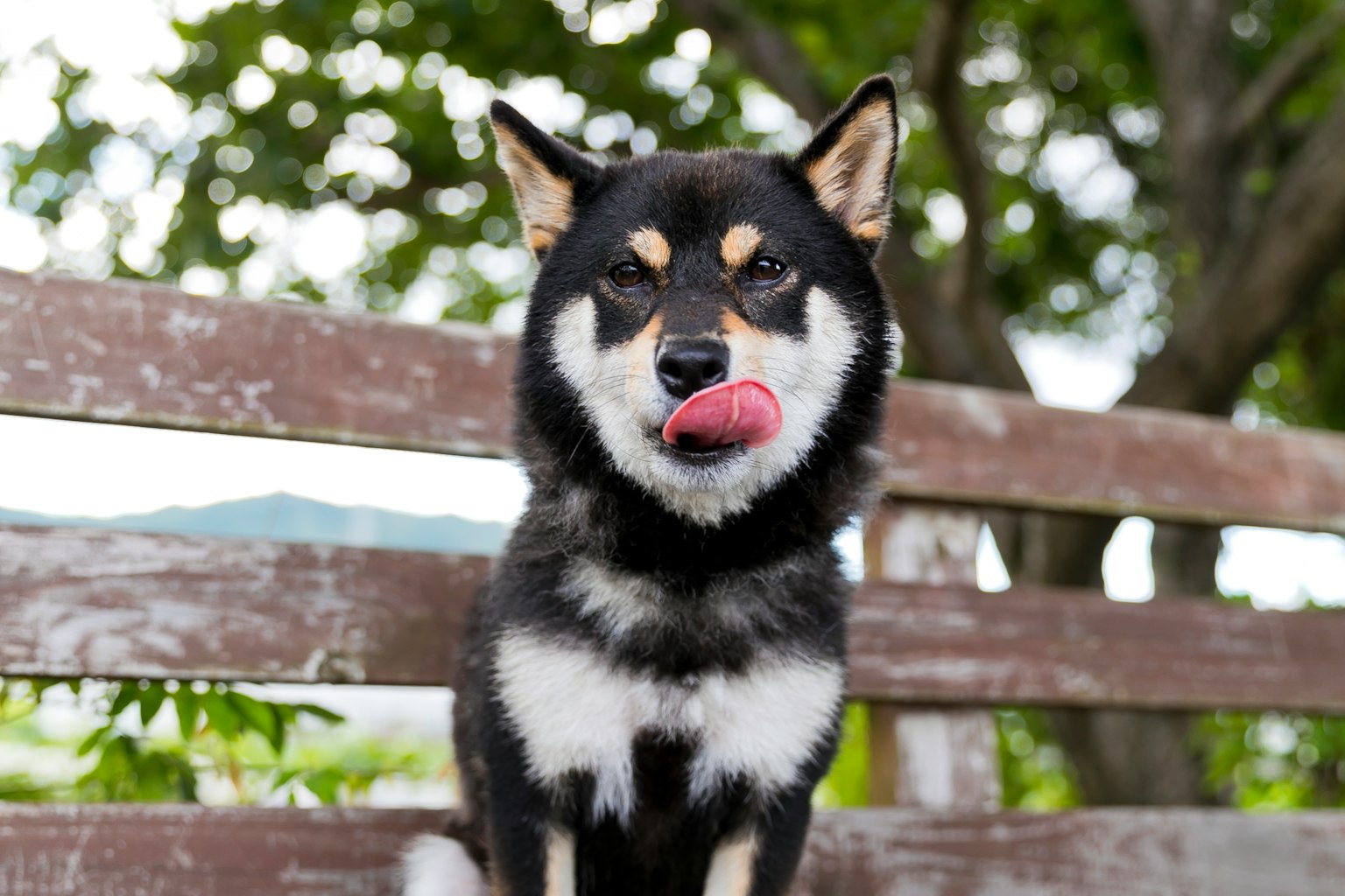 Un perro Shiba Inu negro sacando la lengua