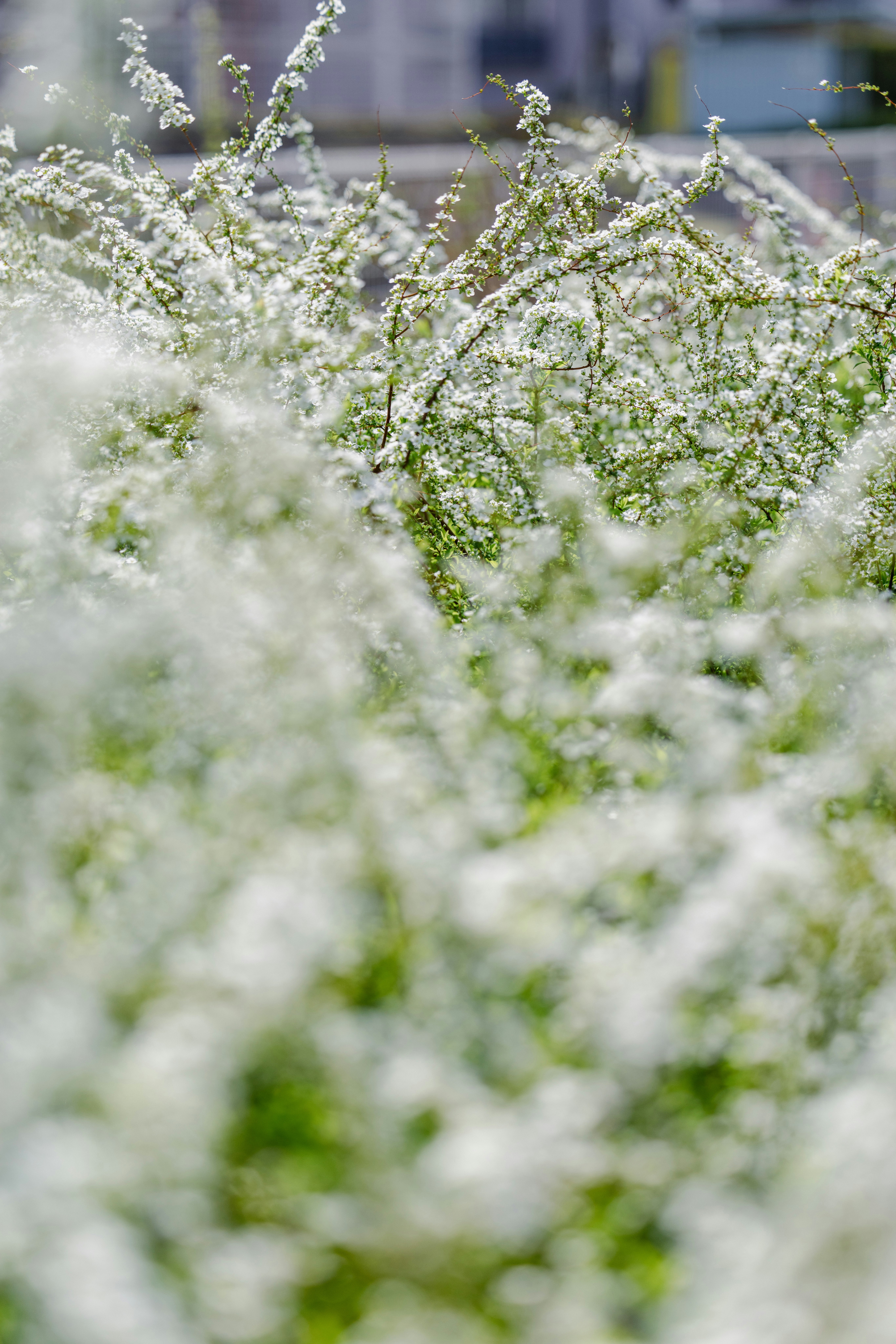 雪柳の花がふわりと広がる群生のアップ
