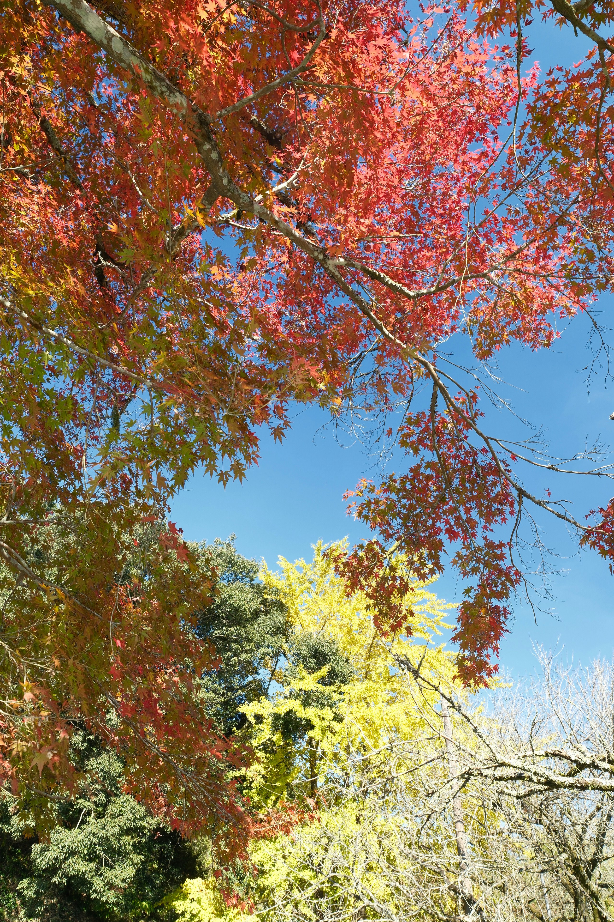 紅葉の木々が青空に広がる景色