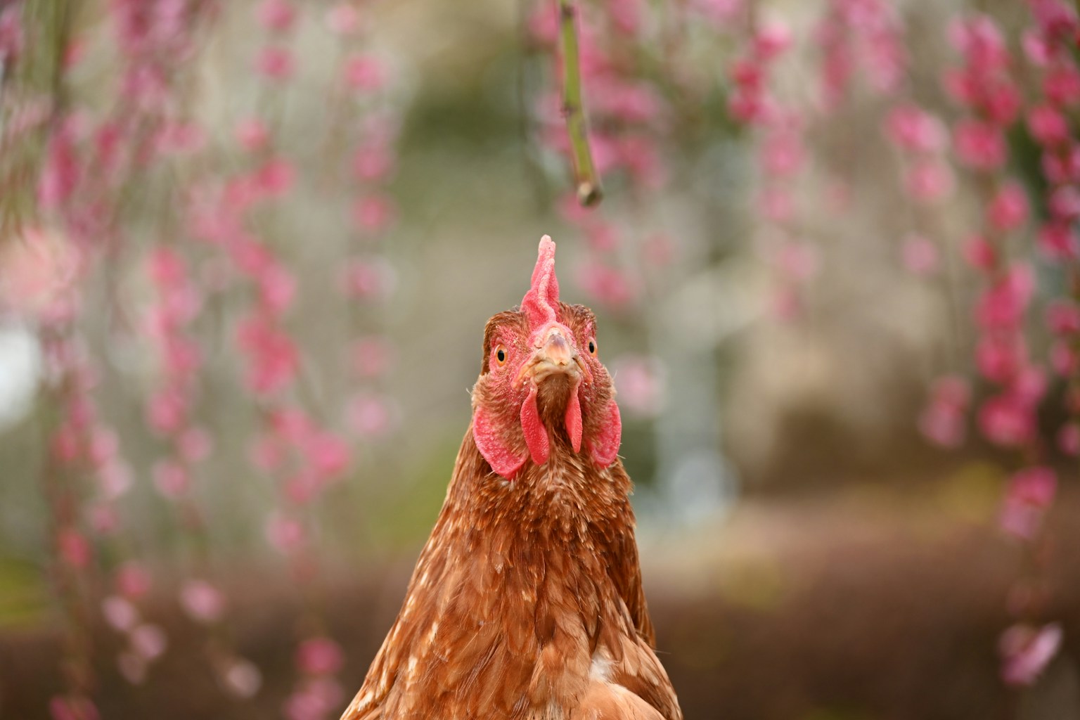 Close-up of a chicken with a pink flower background