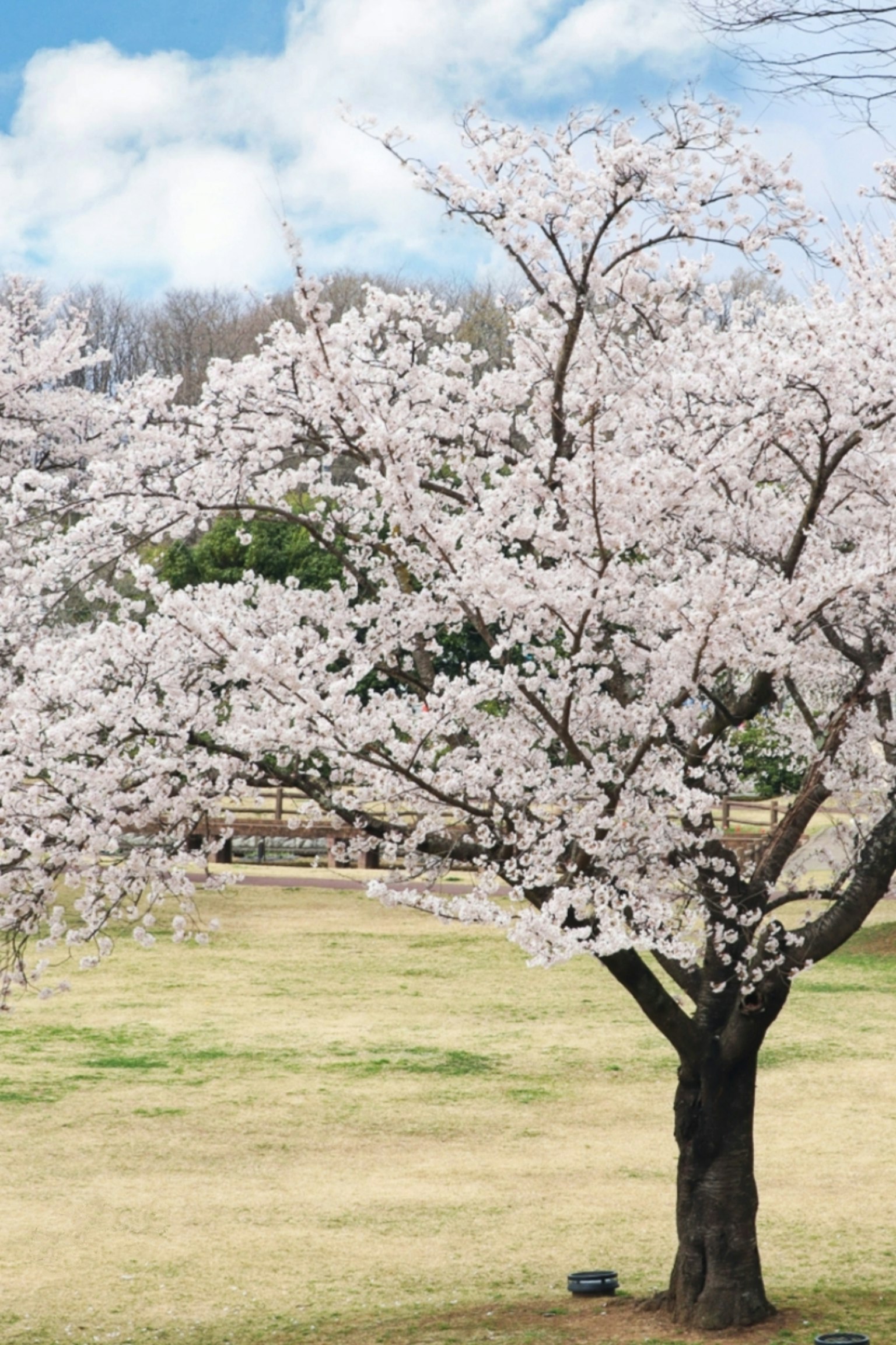 Albero di ciliegio in fiore contro un cielo blu