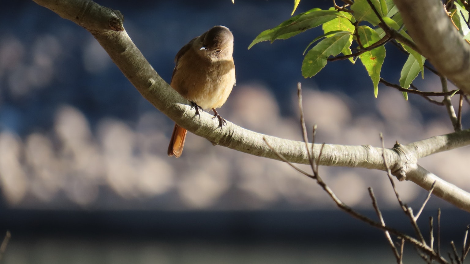 Un petit oiseau perché sur une branche vu de derrière