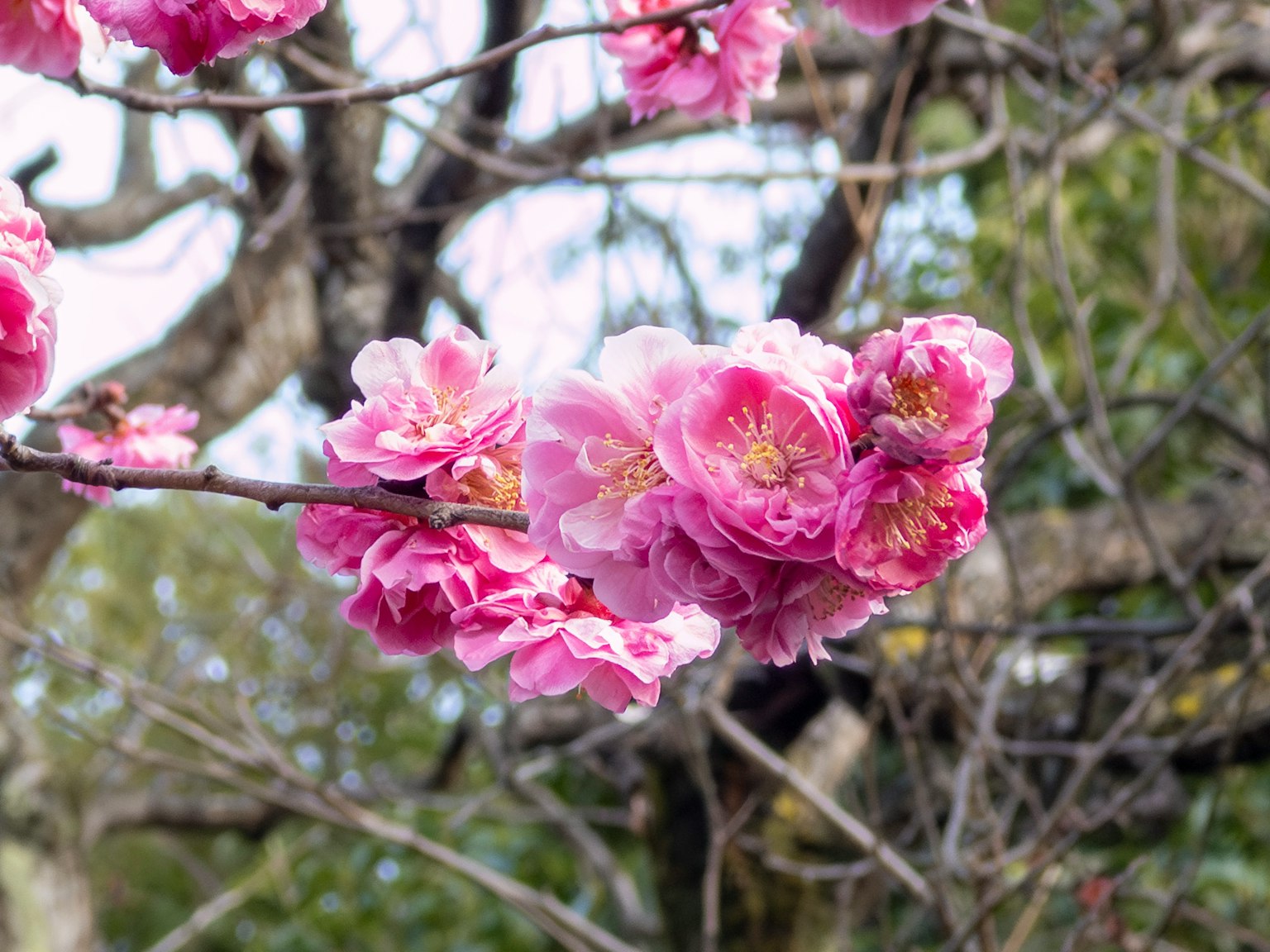 樱花在树枝上的特写