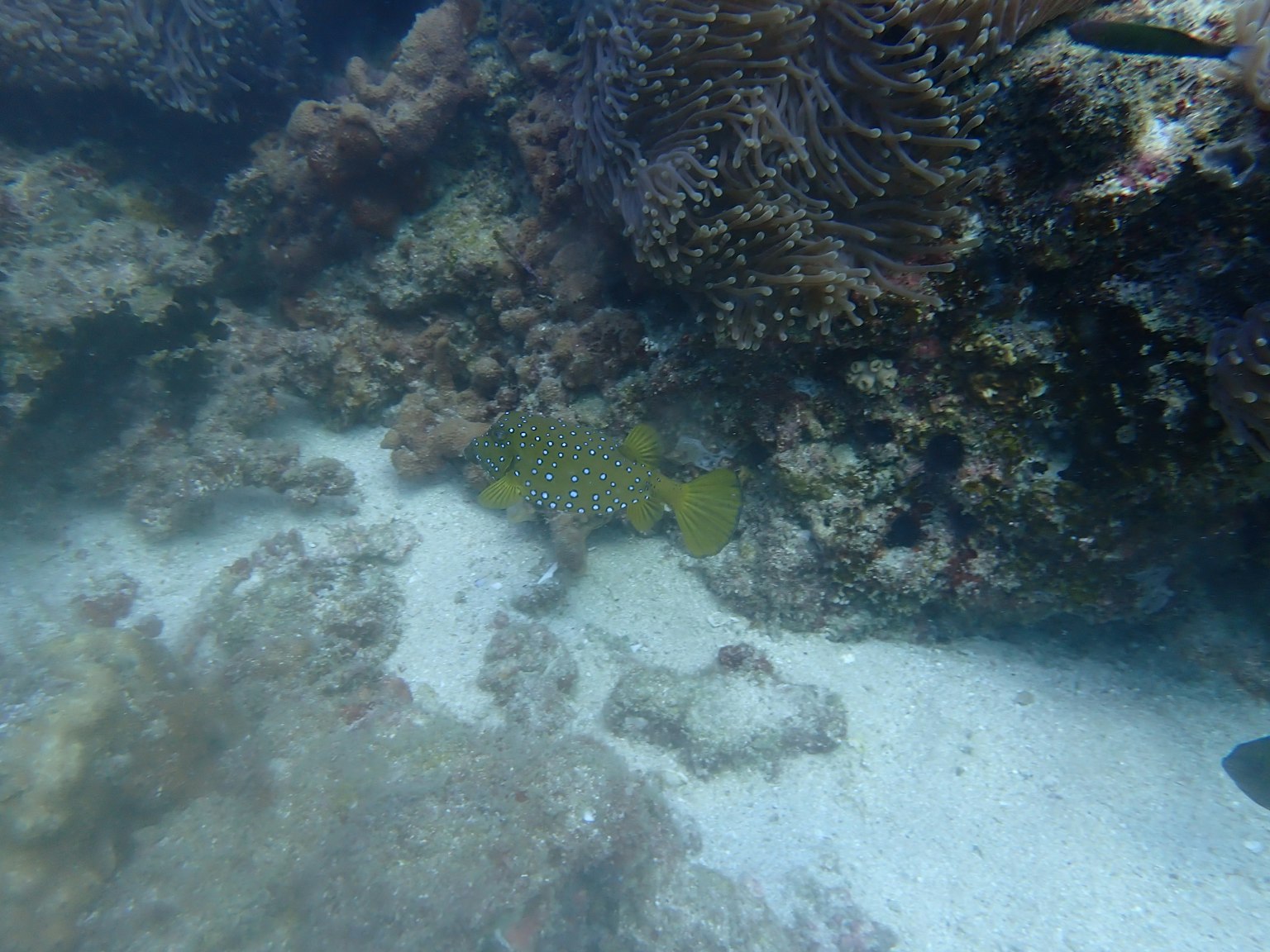 Scena subacquea con un pesce giallo e coralli colorati