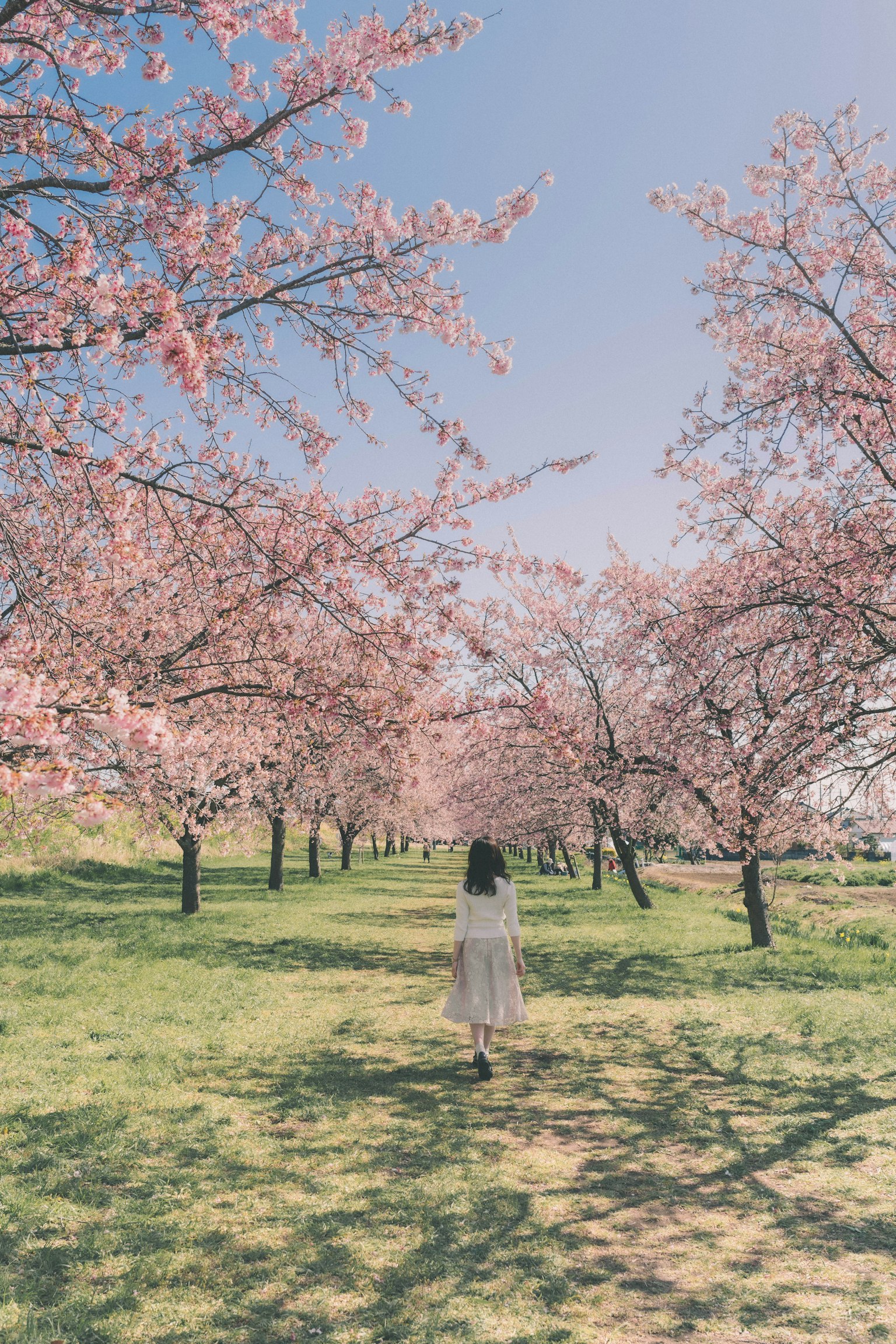Una donna che cammina tra alberi di ciliegio sotto un cielo blu