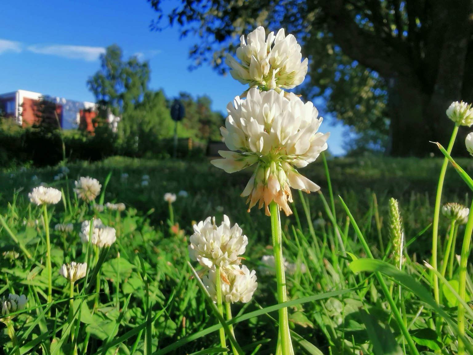 Un campo de flores de trébol blanco en flor bajo un cielo azul