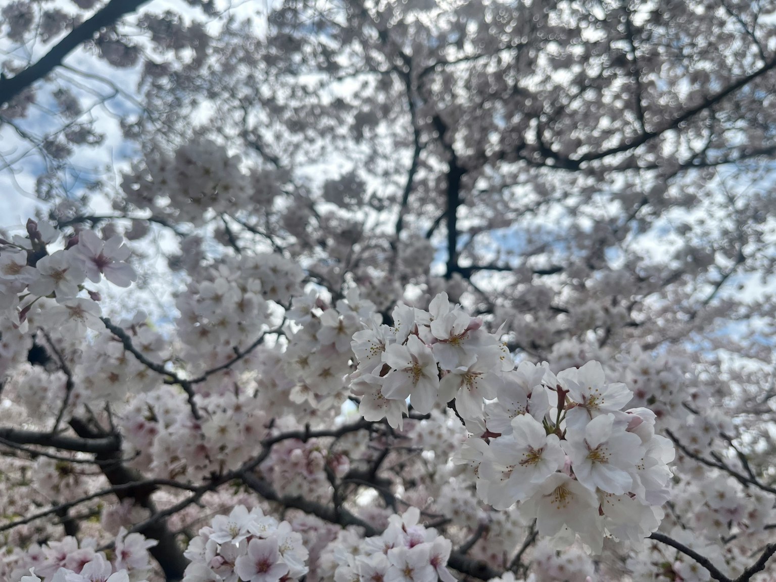 盛開的櫻花美麗景色