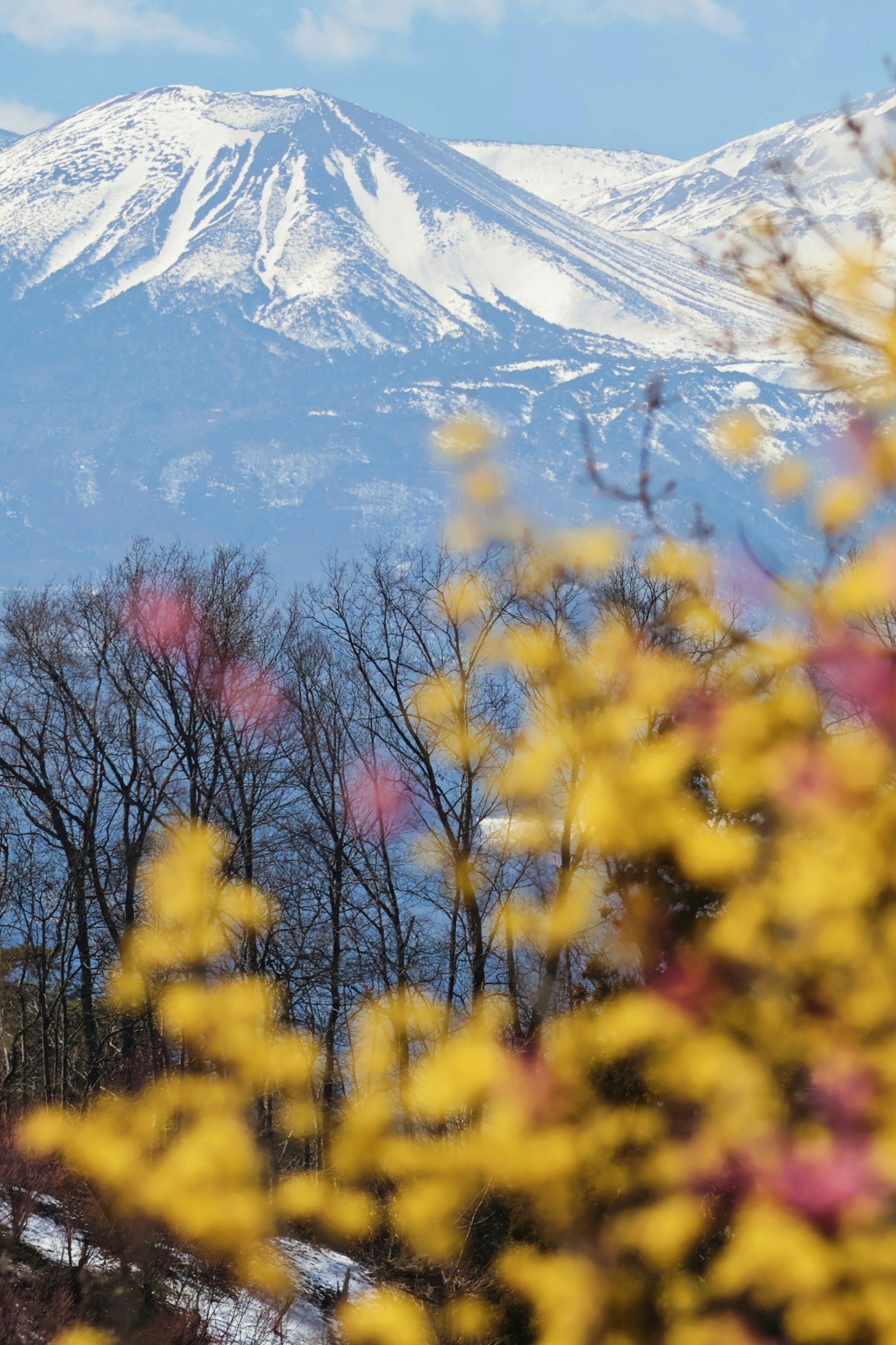 Paysage magnifique avec des montagnes enneigées et des fleurs de printemps