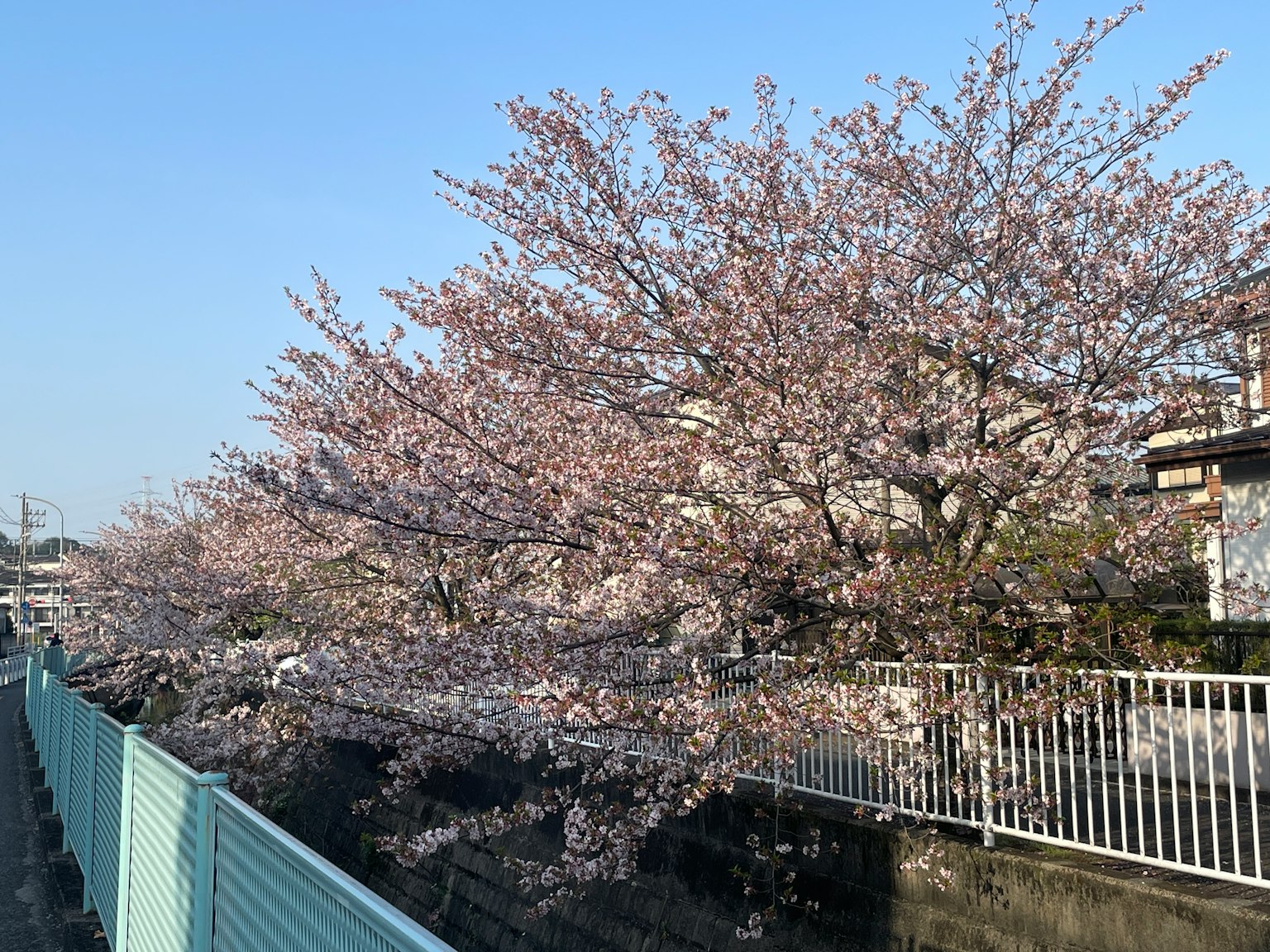 Arbre de cerisier en fleurs sous un ciel bleu clair