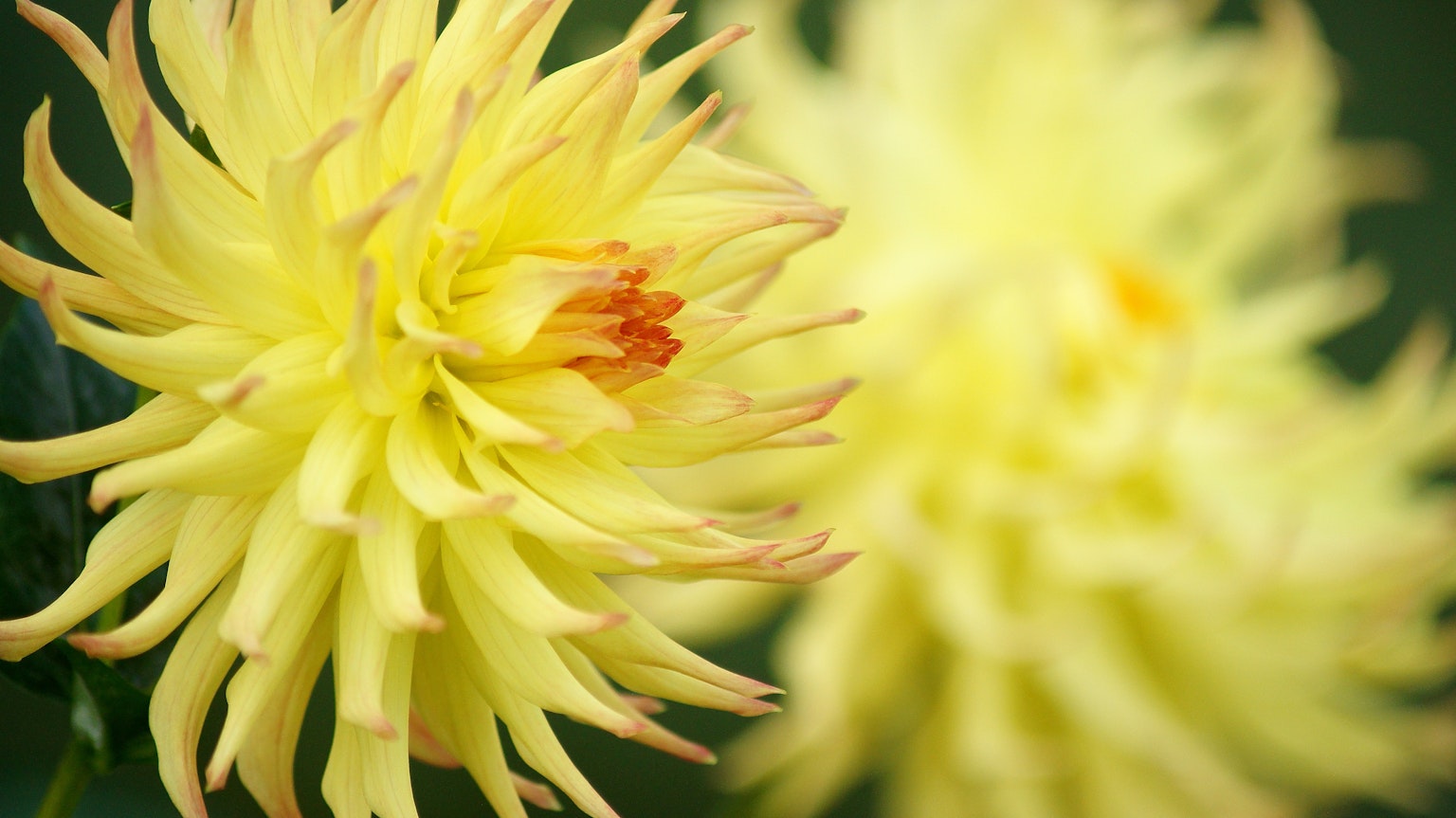 Flores de dalia amarillas vibrantes en flor