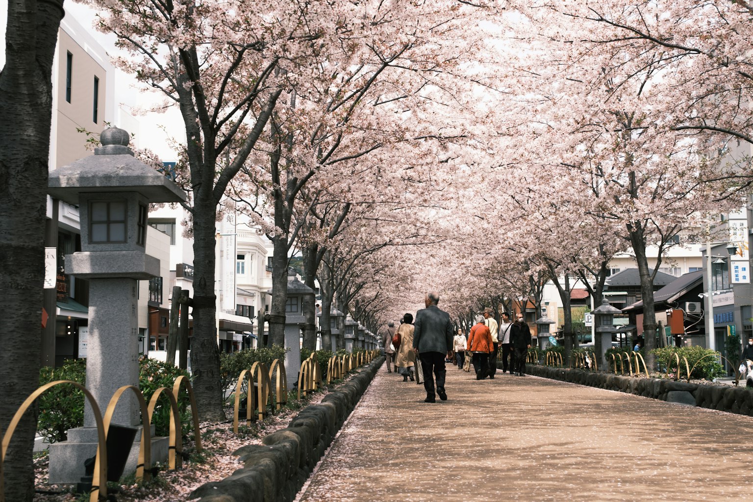 人们在樱花树旁的街道上散步