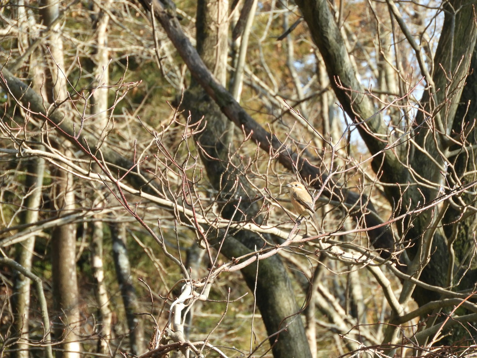 Branches entrelacées des arbres d'hiver