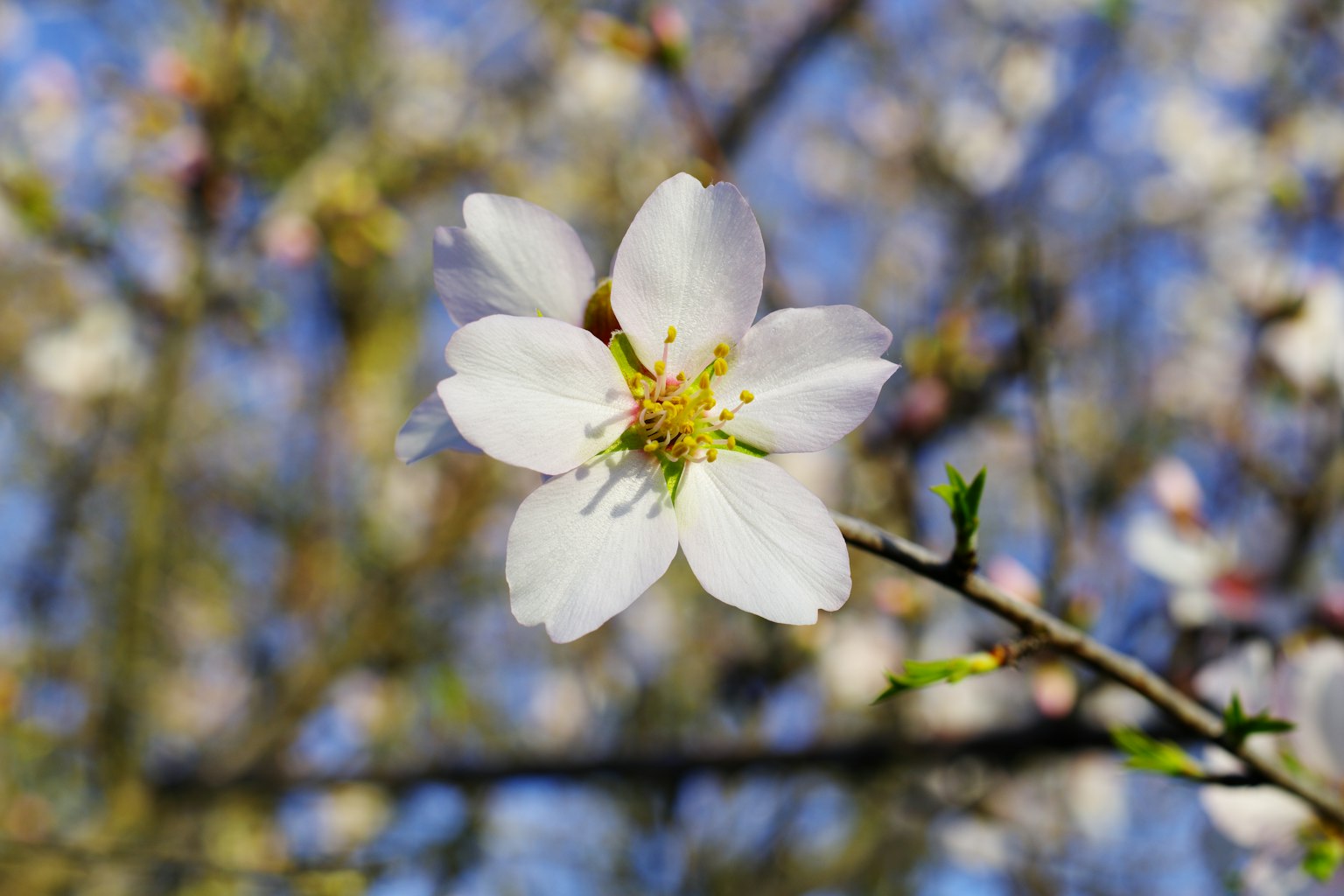 Primo piano di un fiore bianco contro un cielo blu