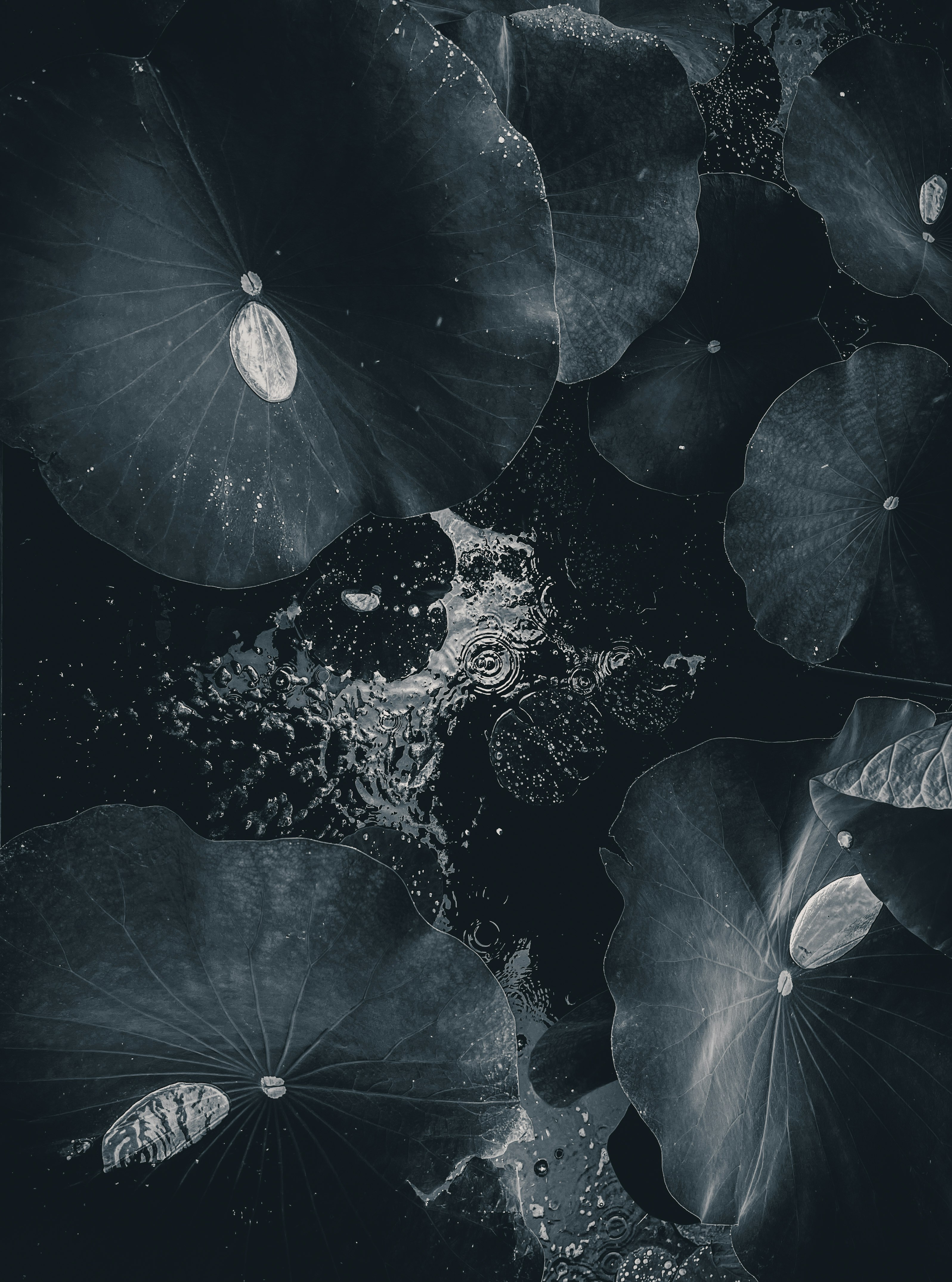 surface abstraite façon eau avec pétales de type lotus et particules de gouttes