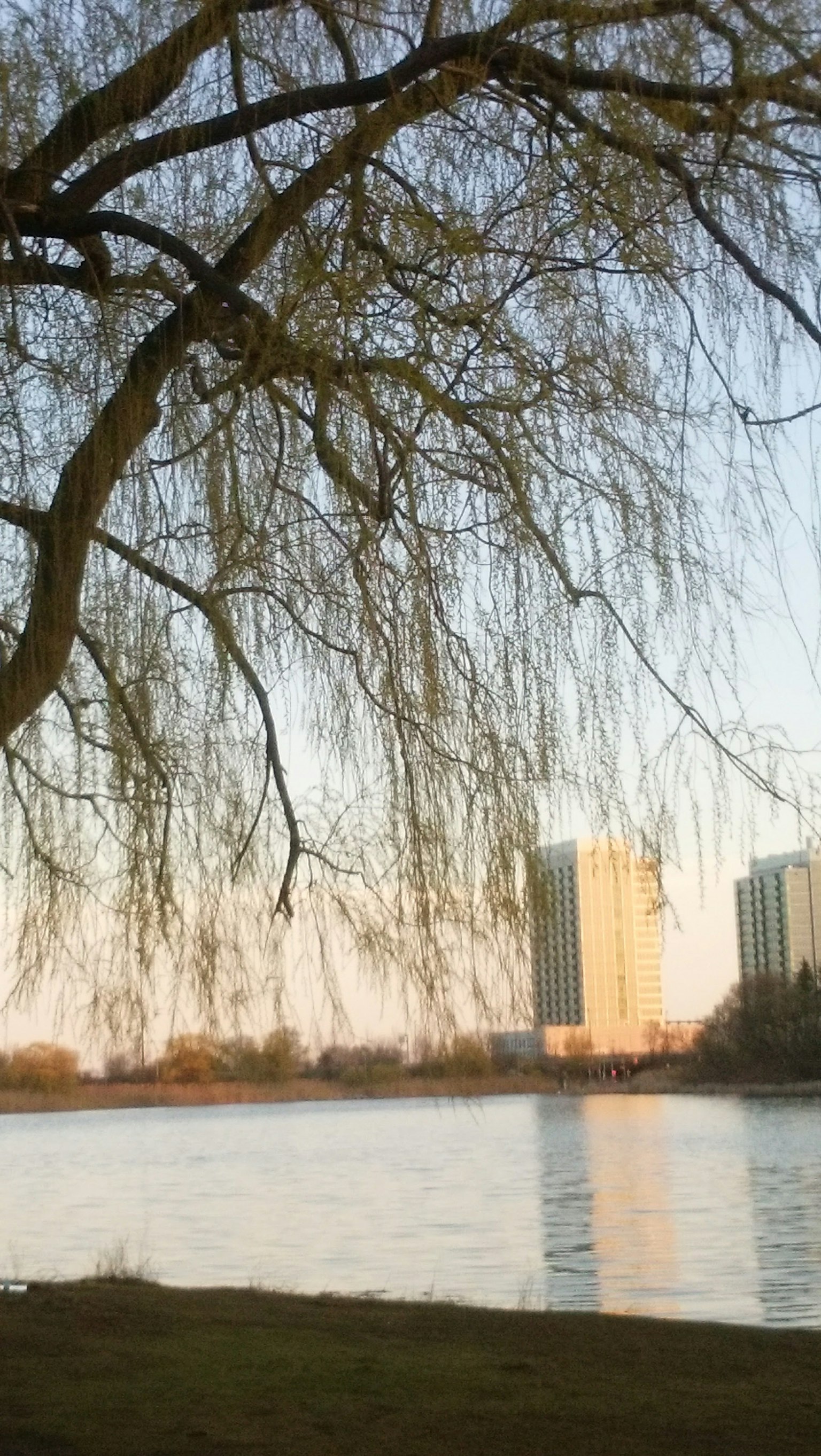 Blick auf einen Weidenbaum am See mit Wolkenkratzern im Hintergrund