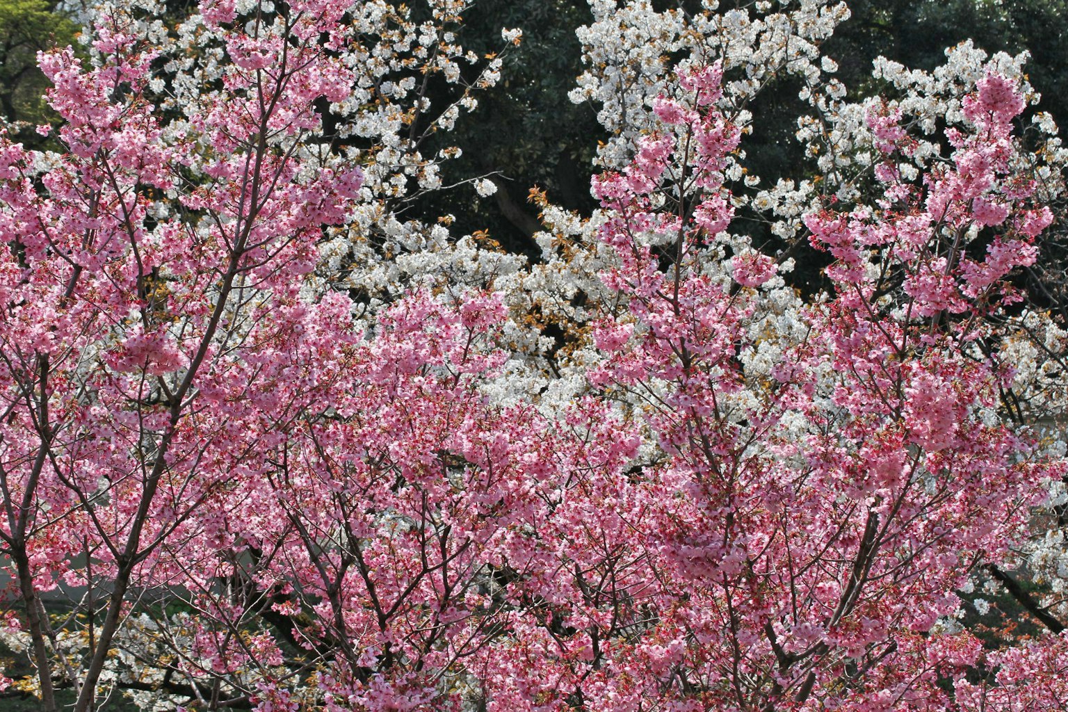 ทิวทัศน์ของดอกซากุระที่สวยงามด้วยดอกไม้สีชมพูและขาว