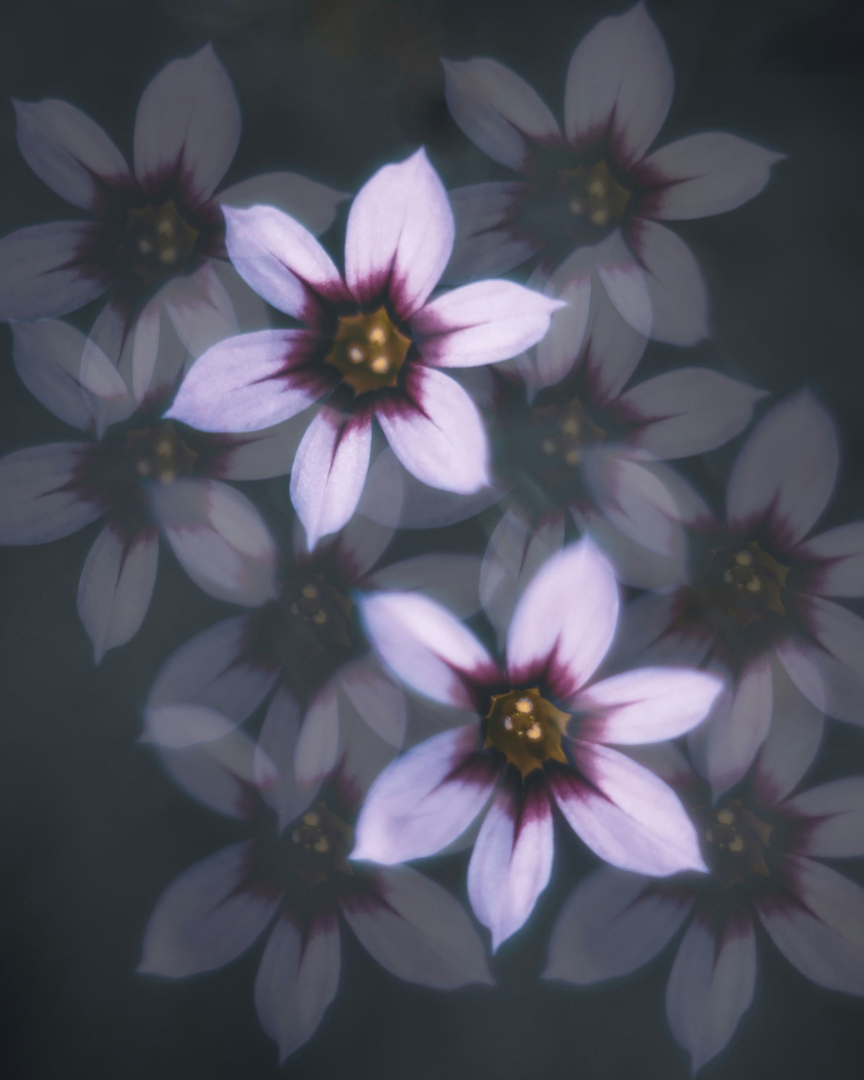 gros plan onirique de fleurs violettes et blanches superposées