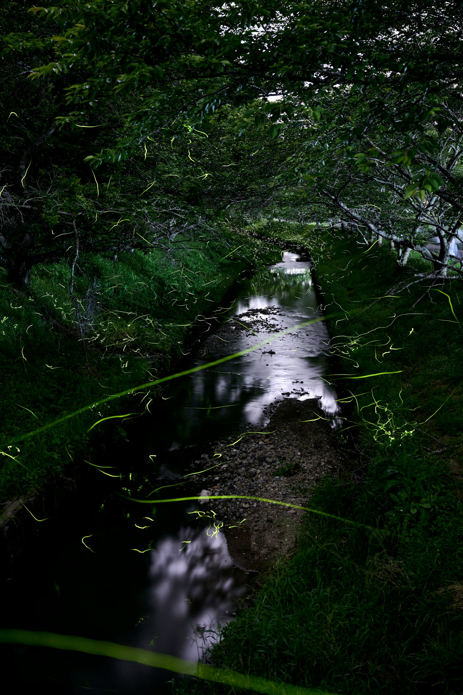 Ruisseau tranquille reflétant la verdure et des feuilles éparpillées