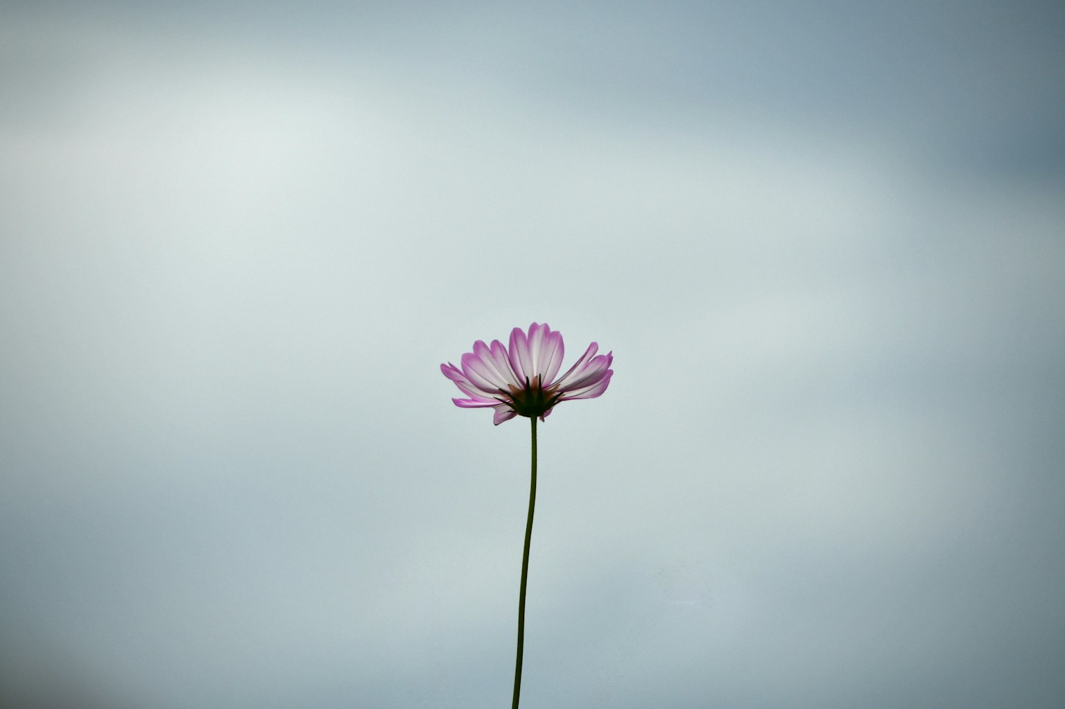 Una delicada flor rosa se erige sola contra un fondo azul grisáceo