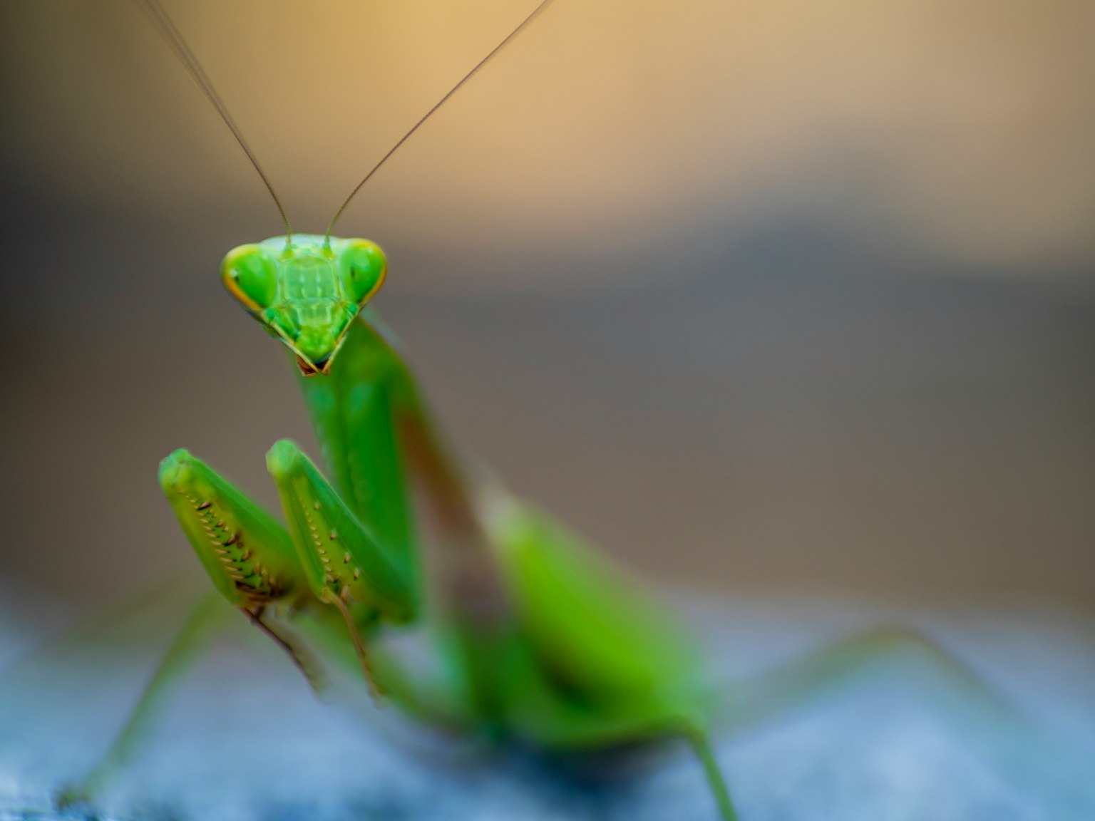 Gambar close-up dari belalang hijau dengan fitur yang jelas