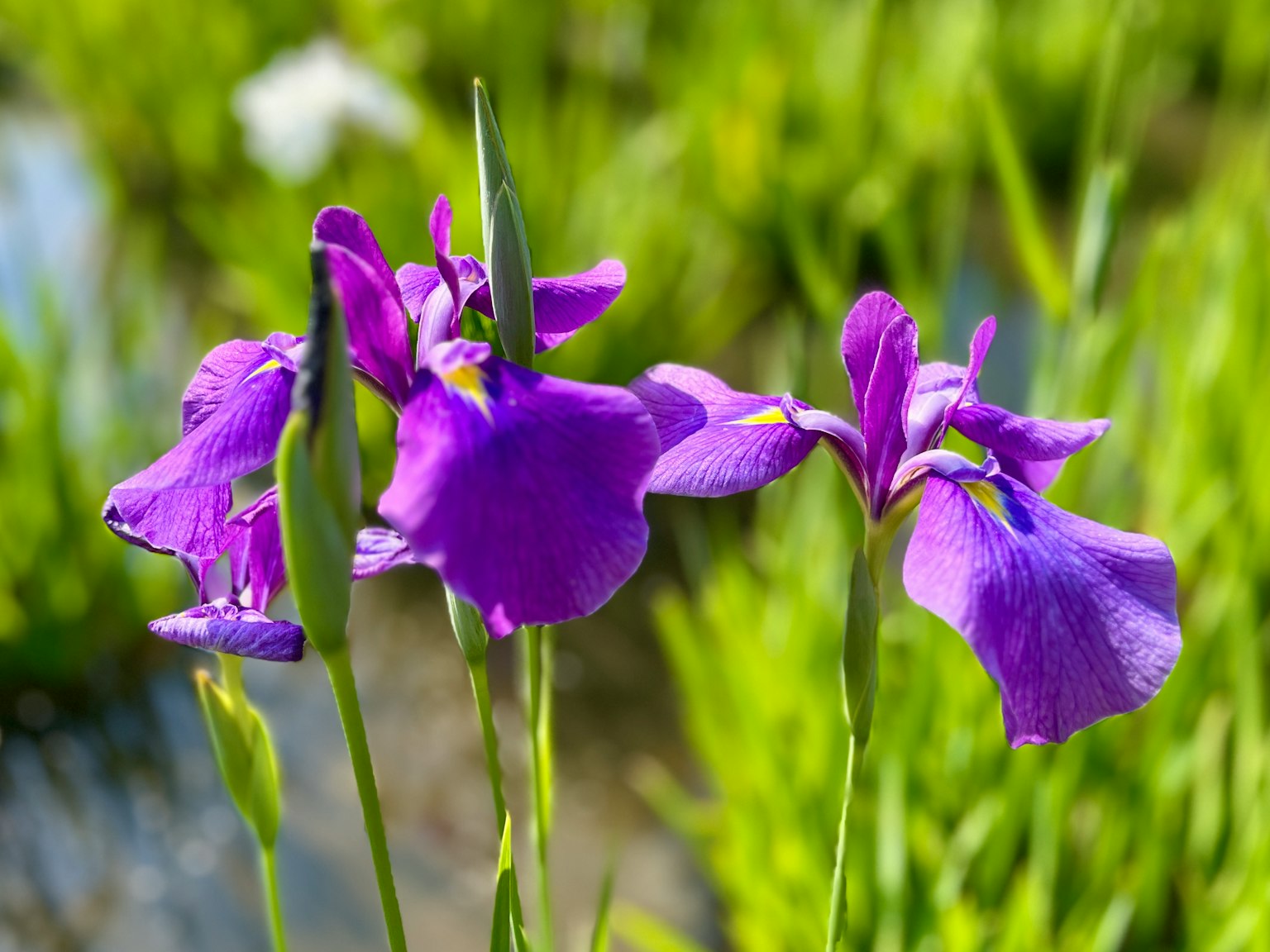 Lila Irisblüten, die vor einem grünen Hintergrund blühen
