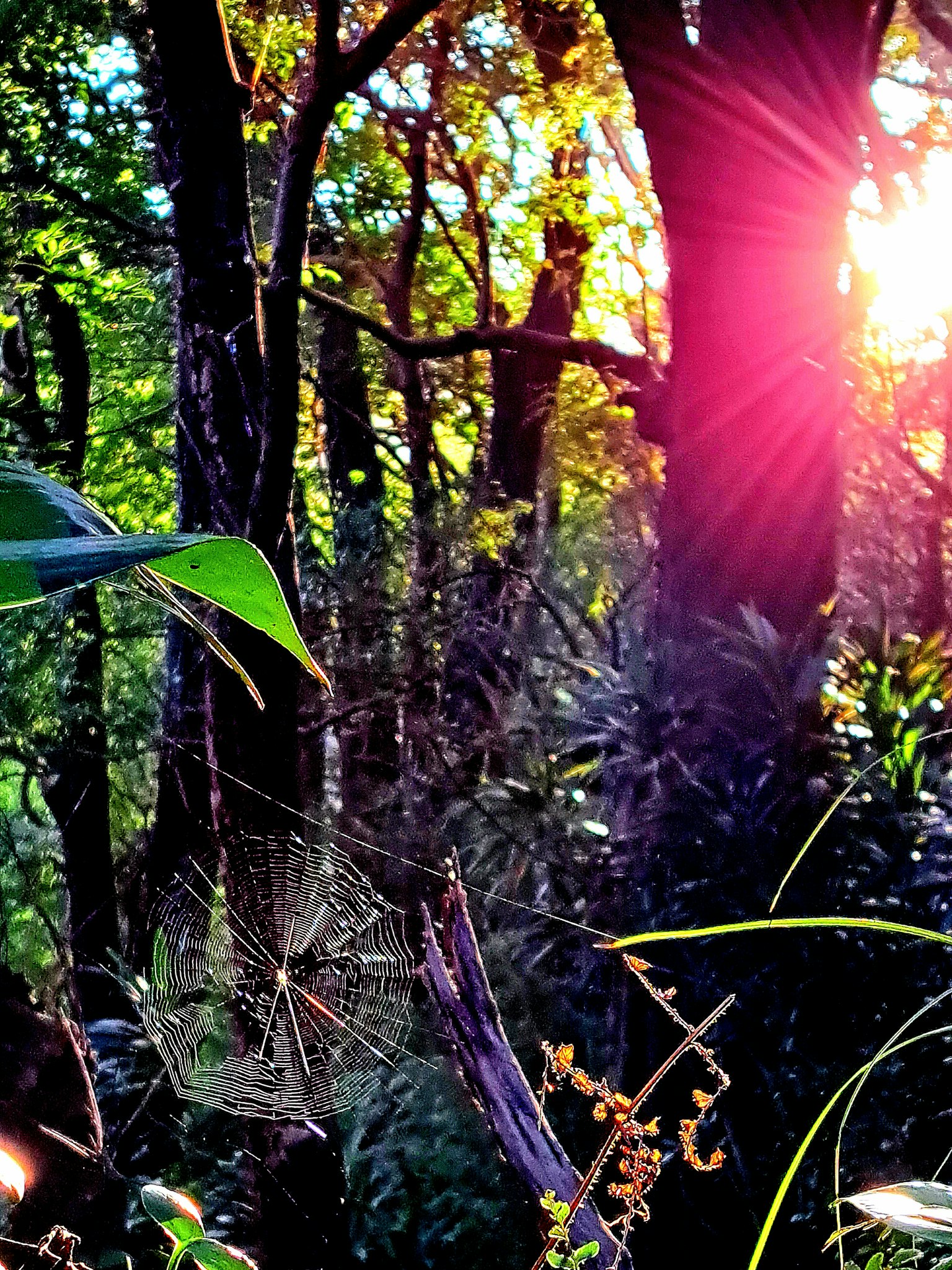 Magnifique coucher de soleil avec une toile d'araignée dans la forêt
