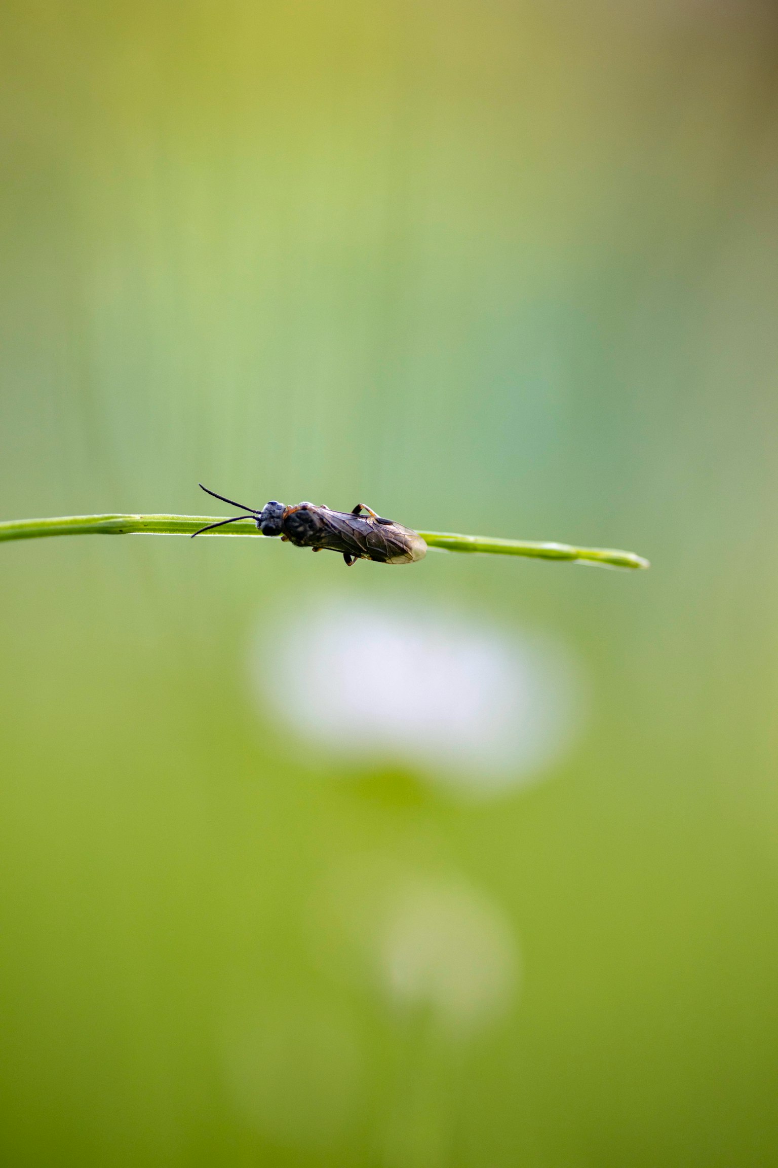 Nahaufnahme eines Insekts auf einem Grashalm mit grünem Hintergrund