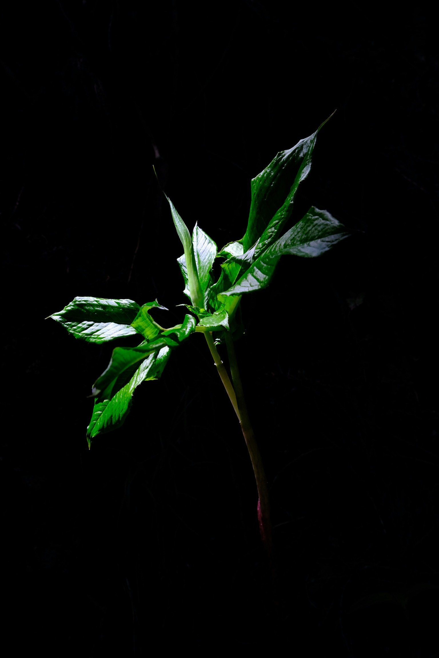 A plant stem with green leaves illuminated against a dark background