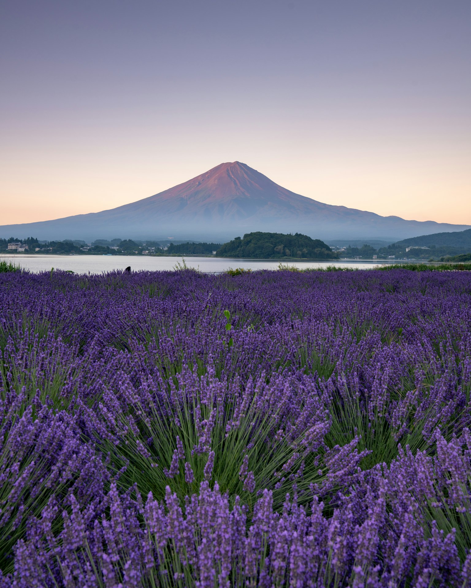 Champ de lavande avec le mont Fuji en arrière-plan