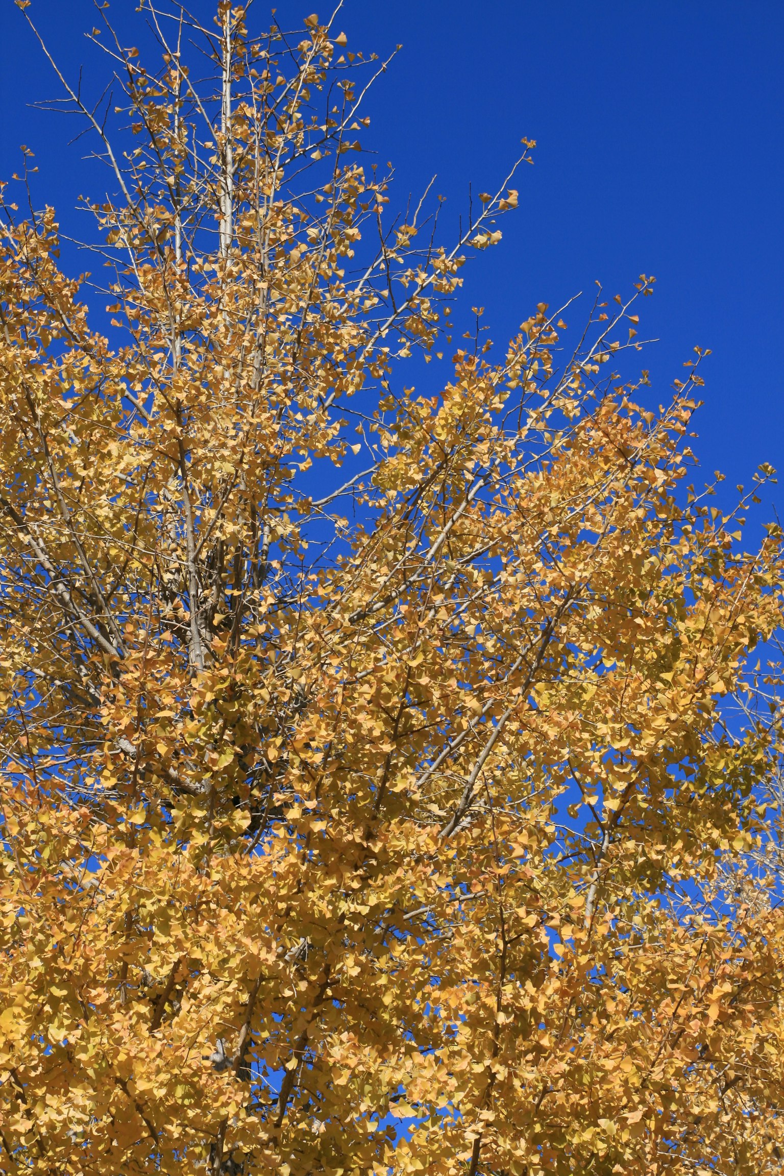 Un albero con foglie gialle vivaci contro un cielo blu brillante