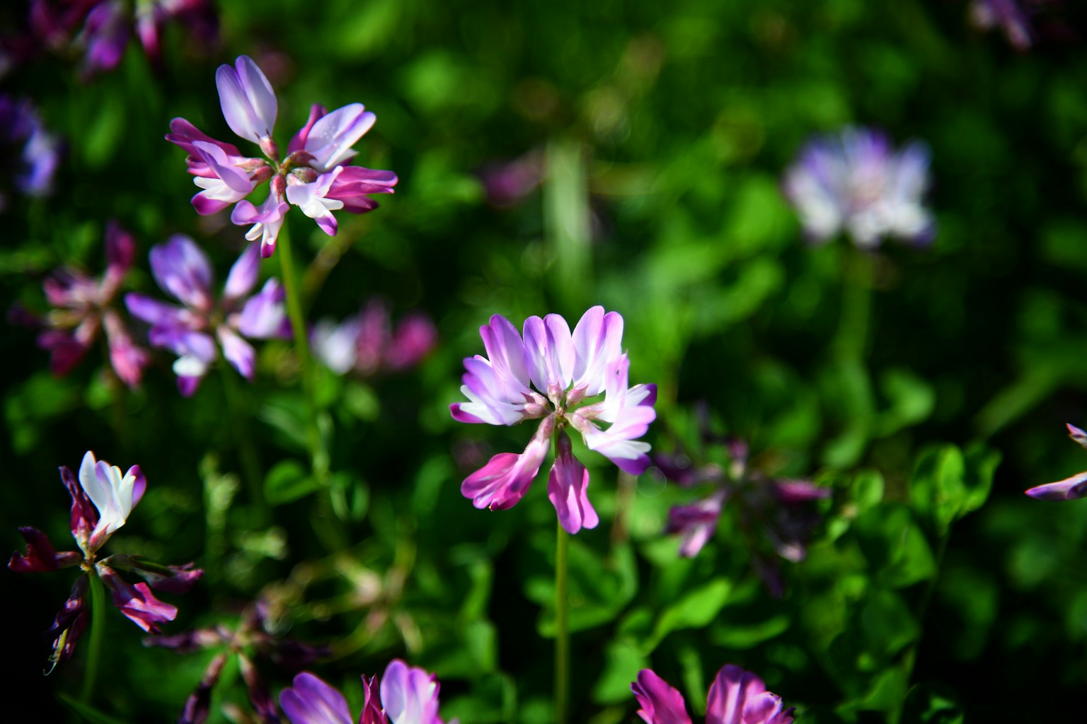 Fiori viola che sbocciano tra un fogliame verde lussureggiante