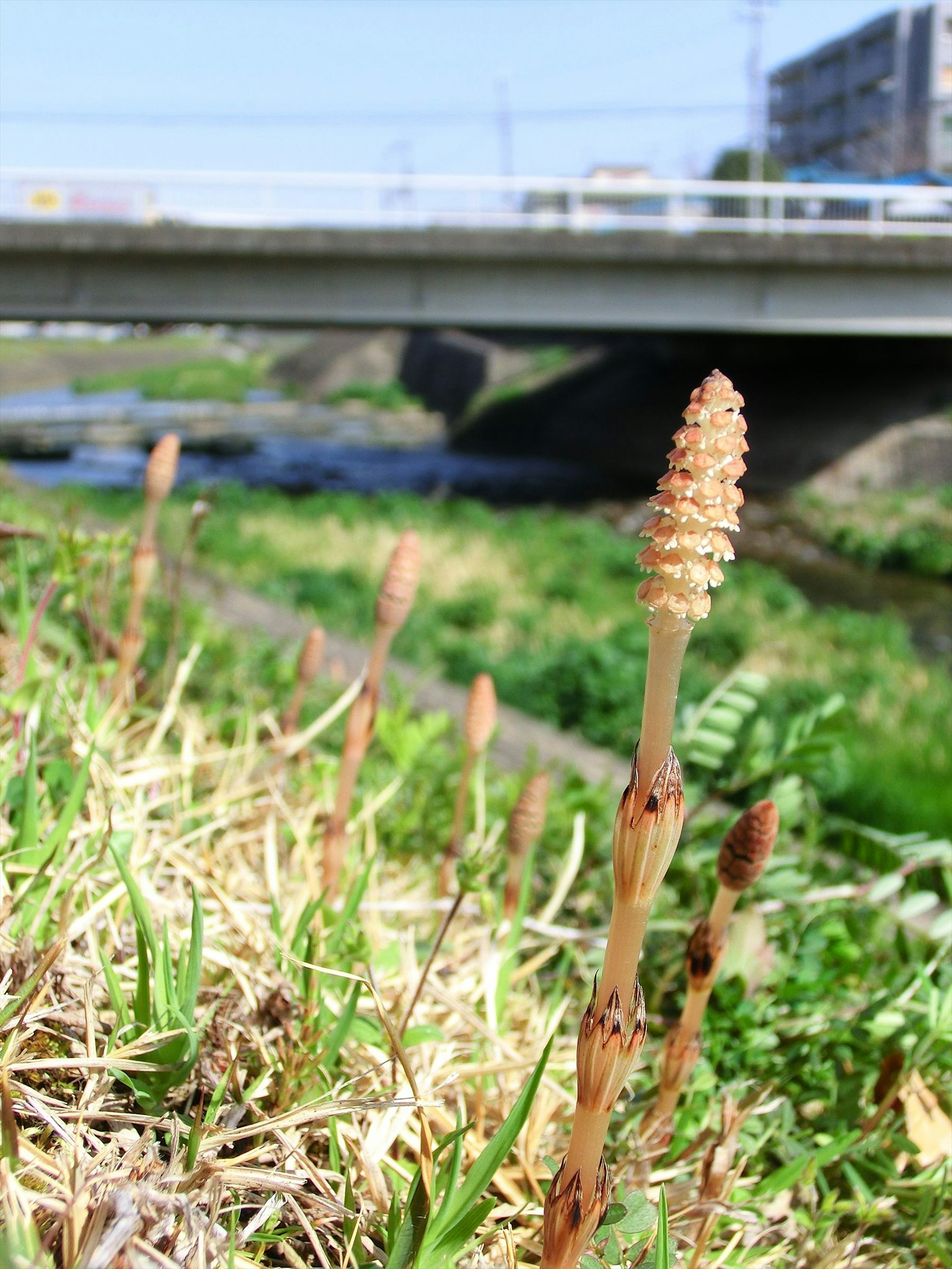 川辺にあるスギナの群生と橋の風景