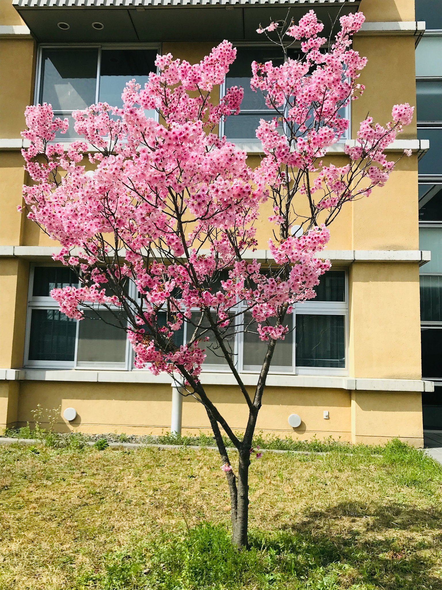 Kirschbaum mit rosa Blüten vor einem Gebäude