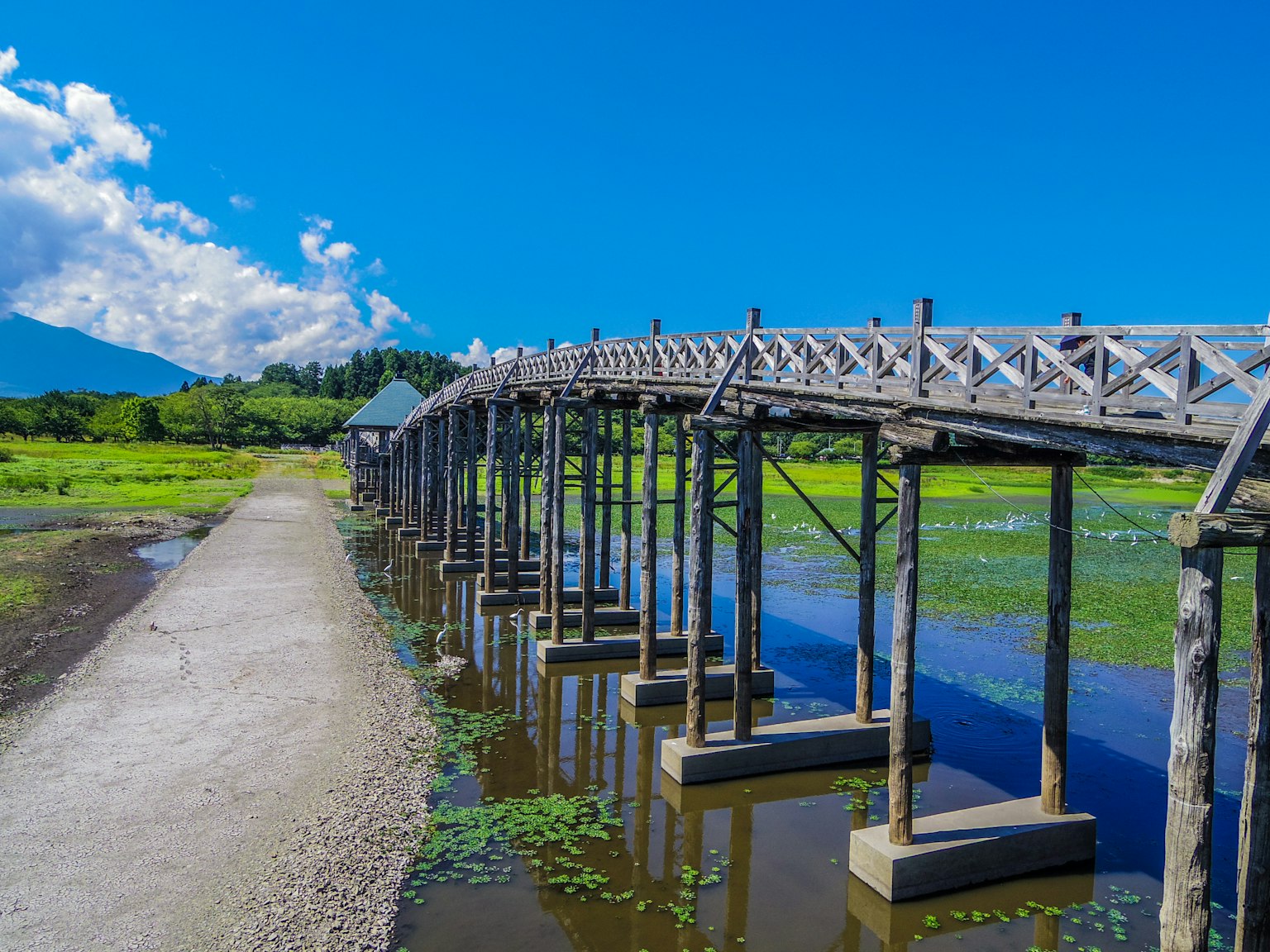 Pont en bois au-dessus de l'eau calme avec des nénuphars verts et un ciel bleu clair